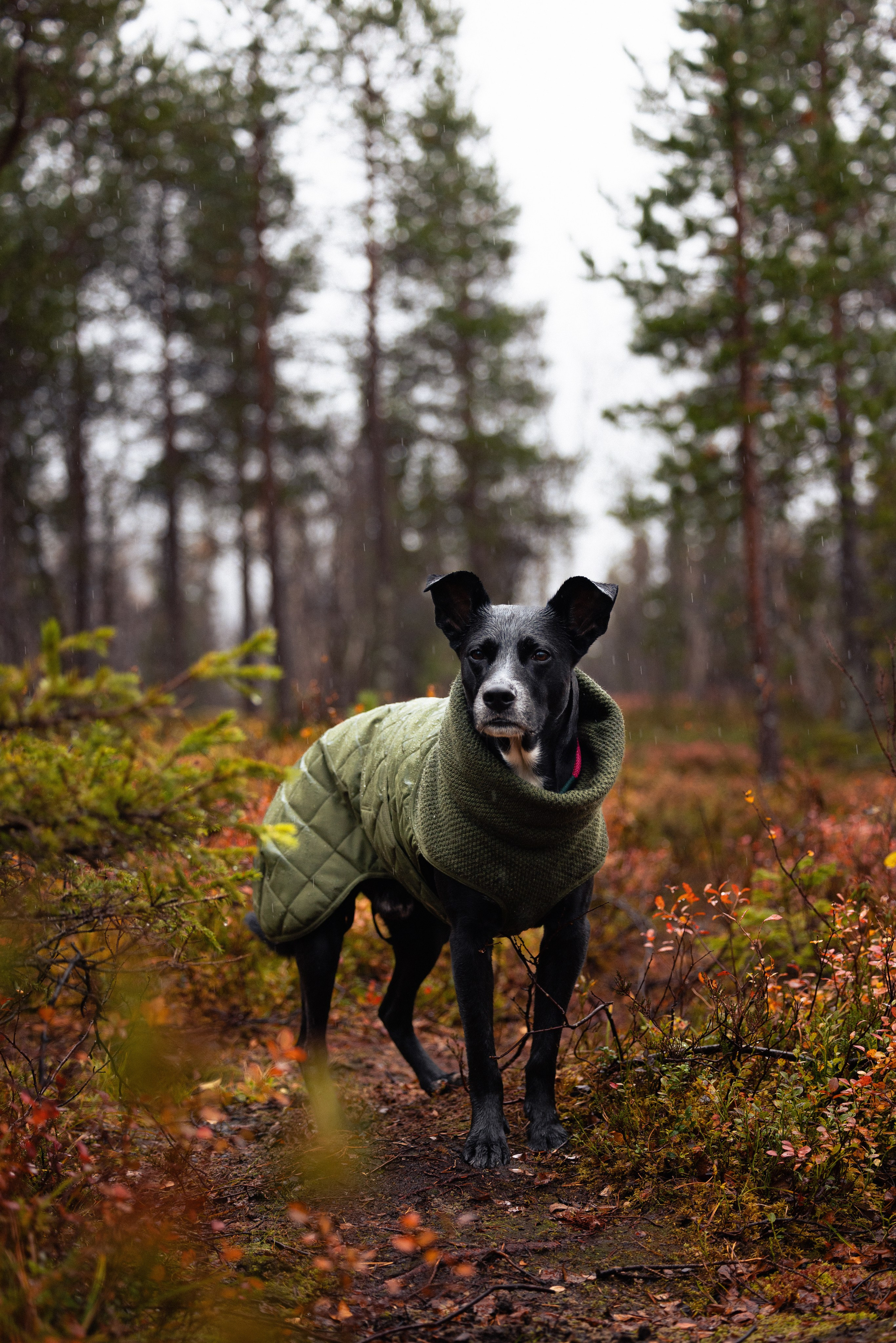 Кольский. Фотограф и видеограф анималист Аганина Дарья