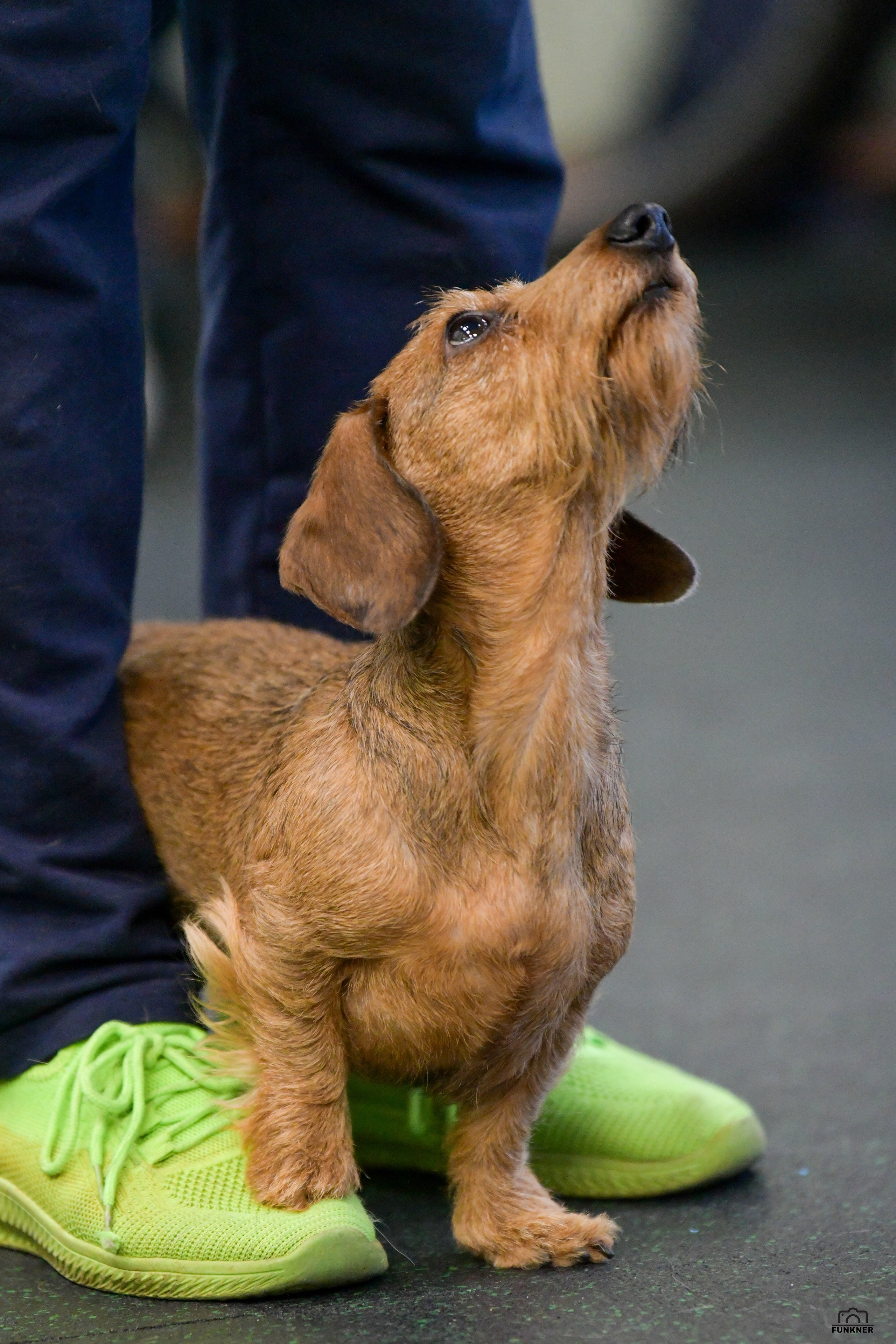 Кинологический клуб «Бодрый хвост». Свой взгляд через объектив