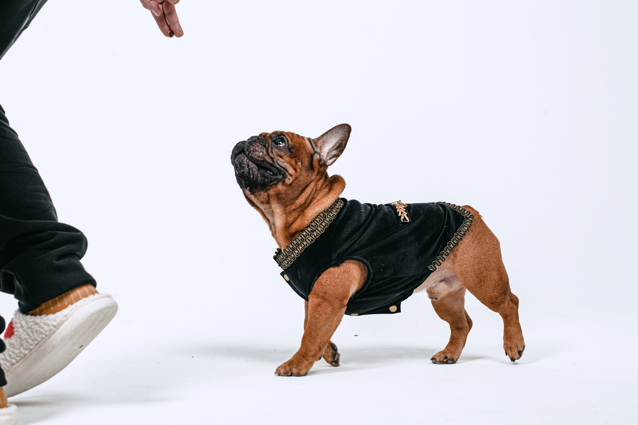 Пижамная вечеринка французских бульдогов и их хозяев. Фотограф-анималист Татьяна Степанова