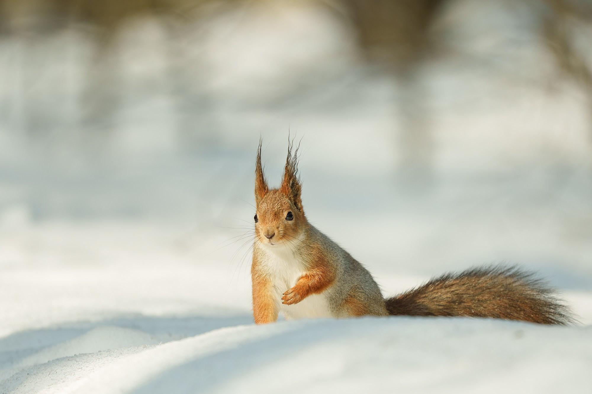 Животные. Ваш личный фотограф Марина Волкова