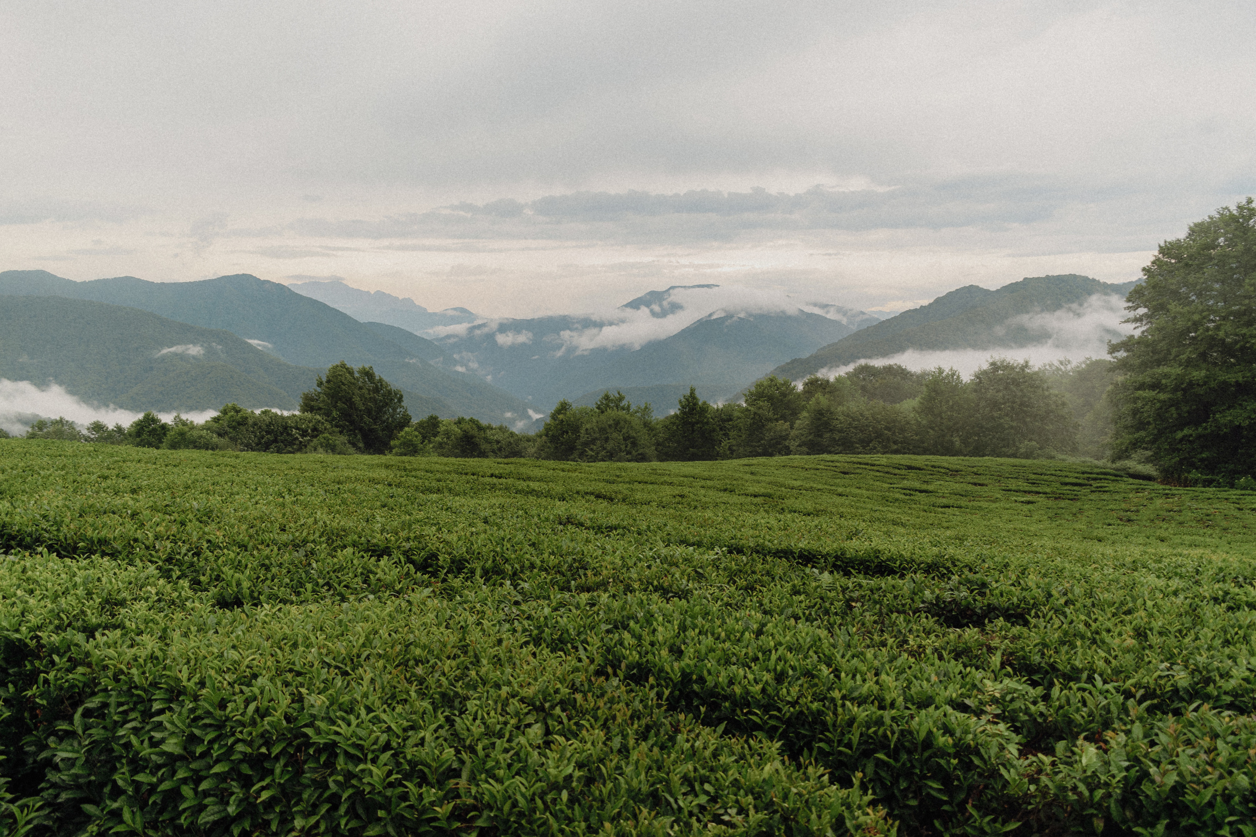 Love Story в Сочи. Свадебный и семейный фотограф в Краснодаре Павел Мельников