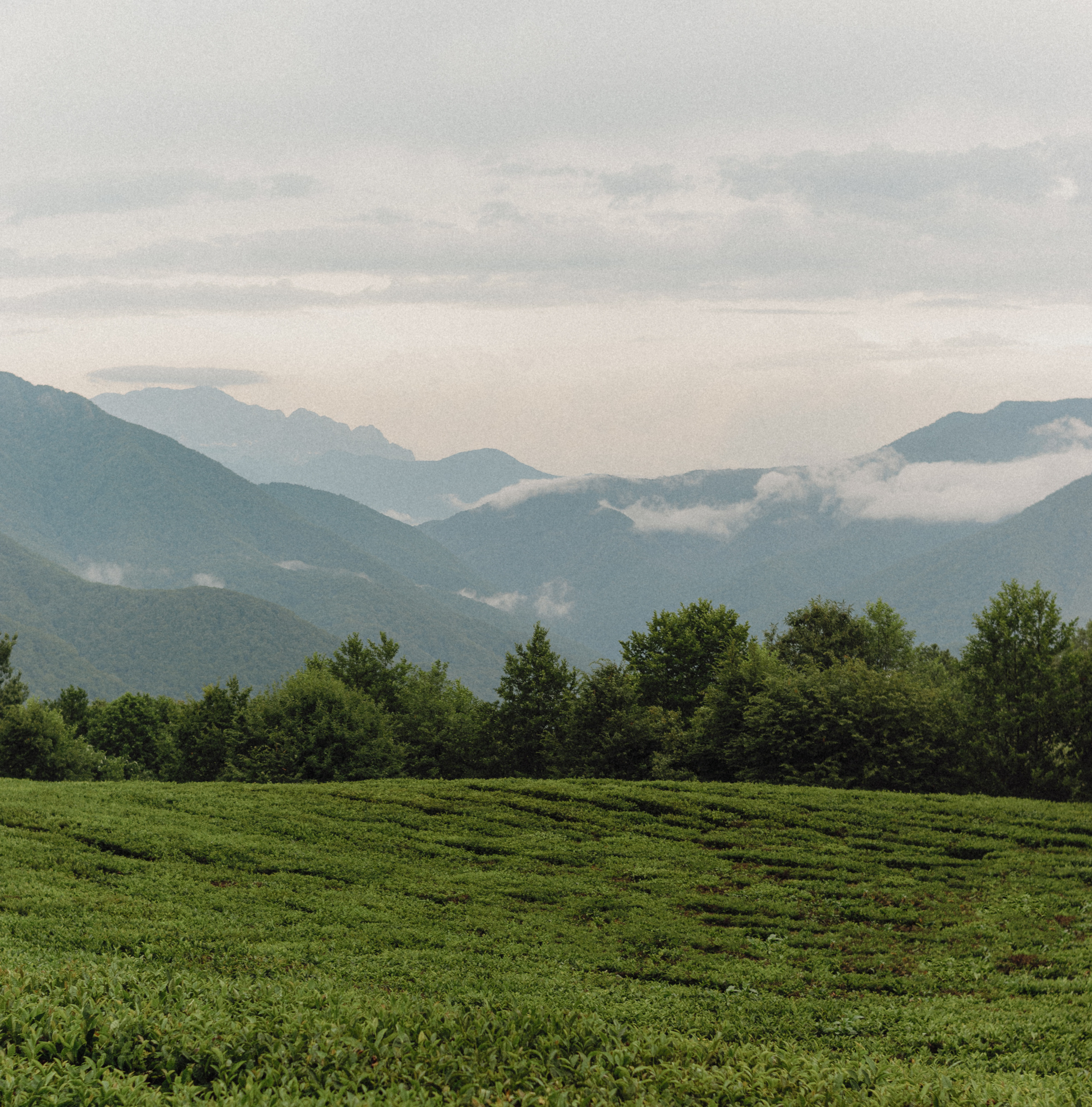 Love Story в Сочи. Свадебный и семейный фотограф в Краснодаре Павел Мельников