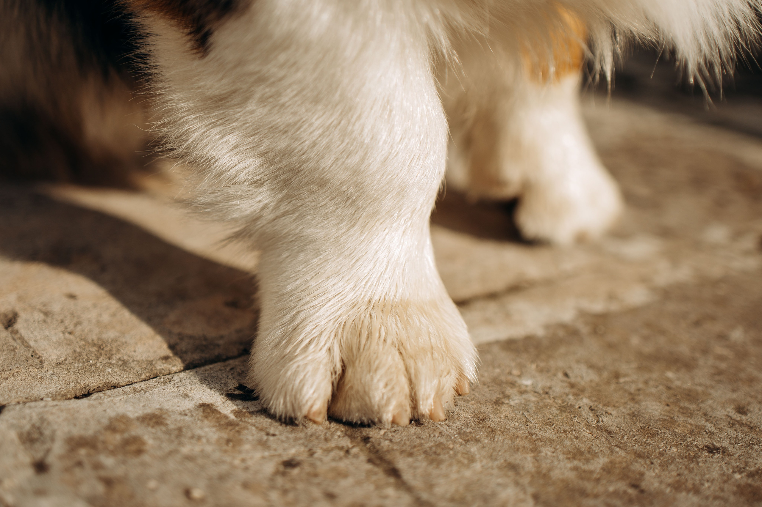 Евгения и Грей