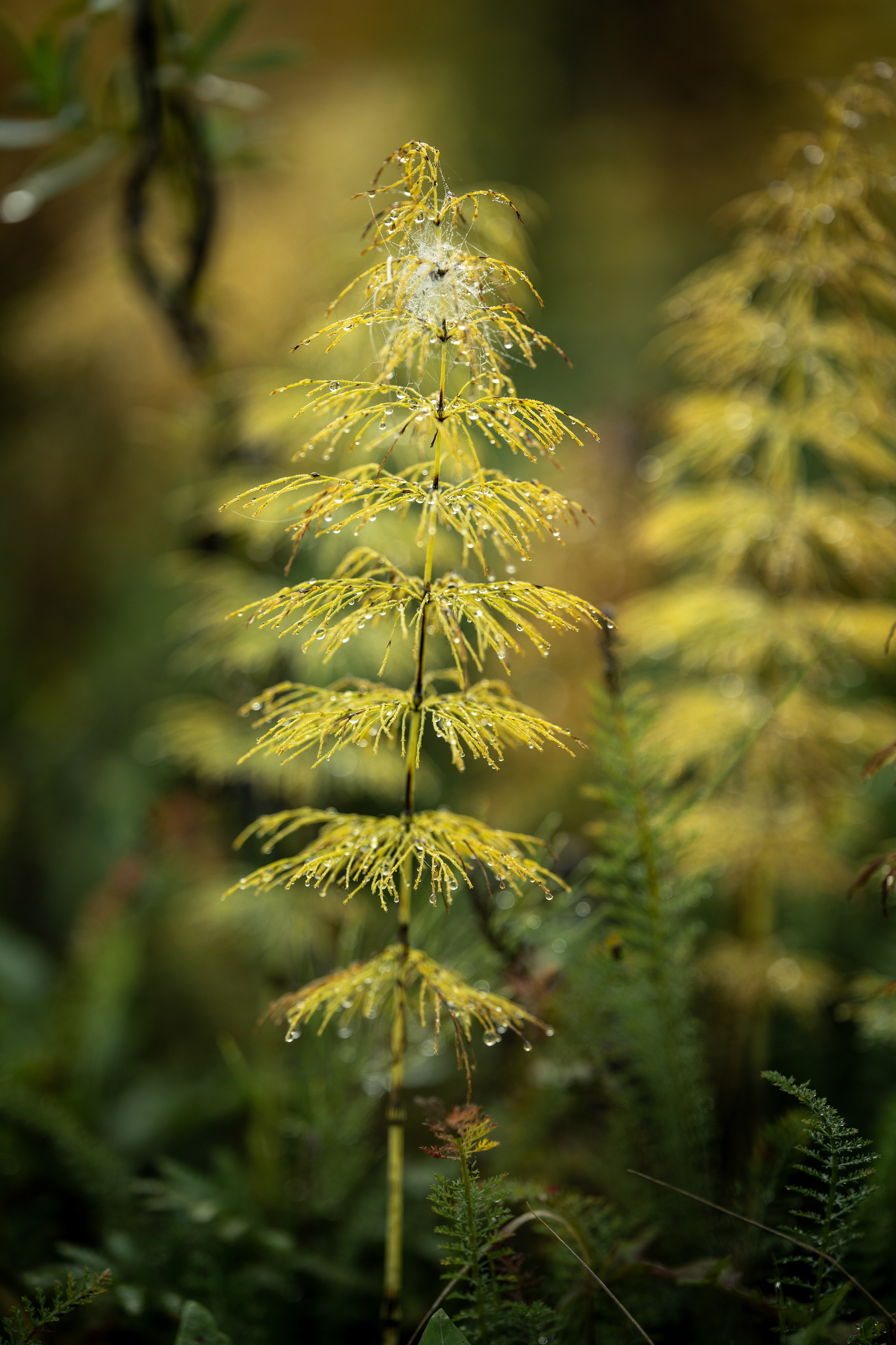 Природные пейзажи. Наталия Клевинскас портретный фотограф в Костроме