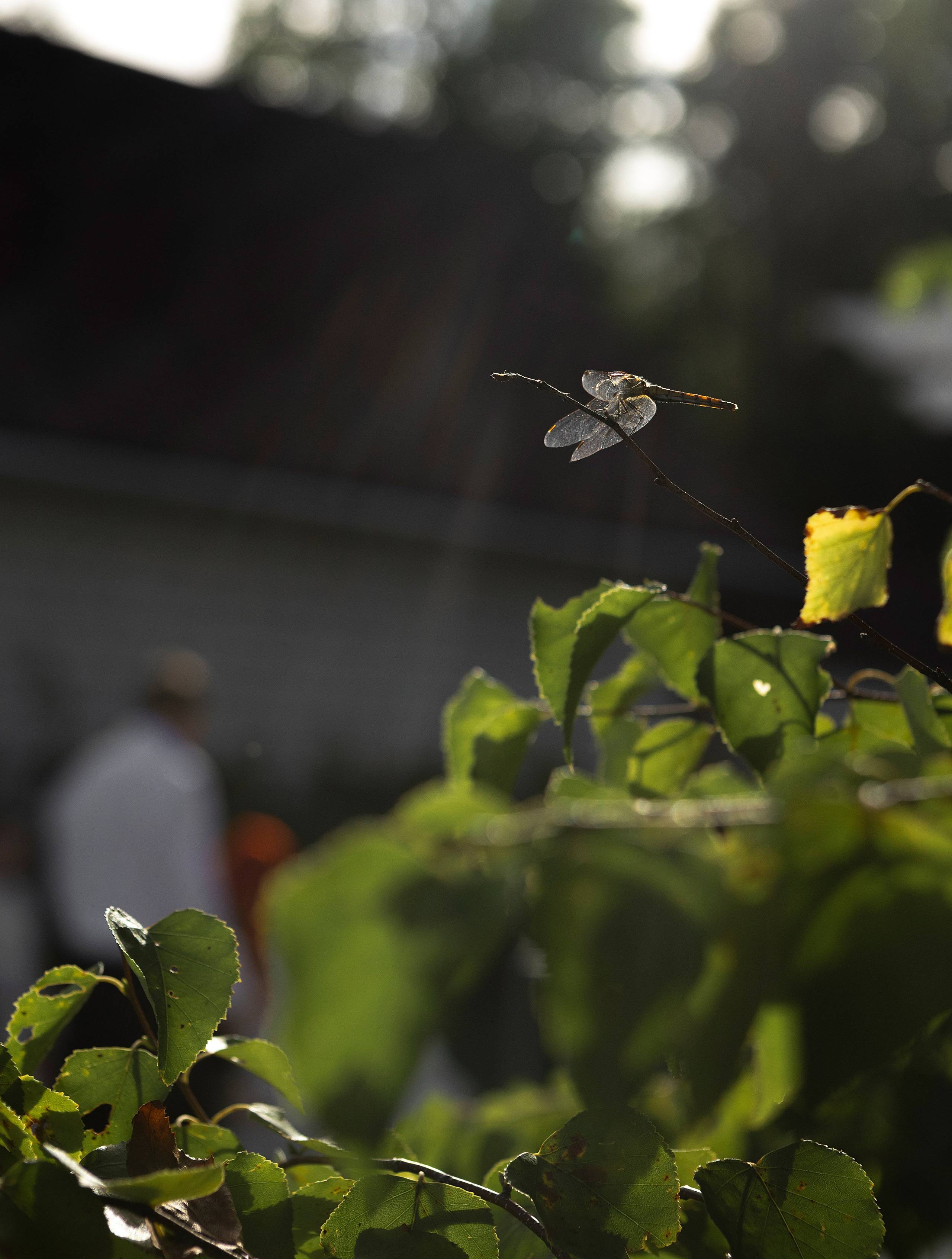 Алена и Игорь (свадьба). Фотограф Лесозаводск/Хабаровск