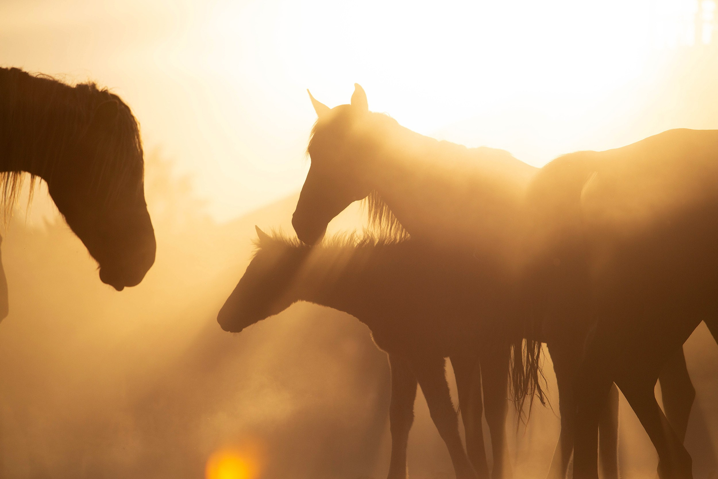 Лошади. Фотограф-анималист Юлия Удовенко