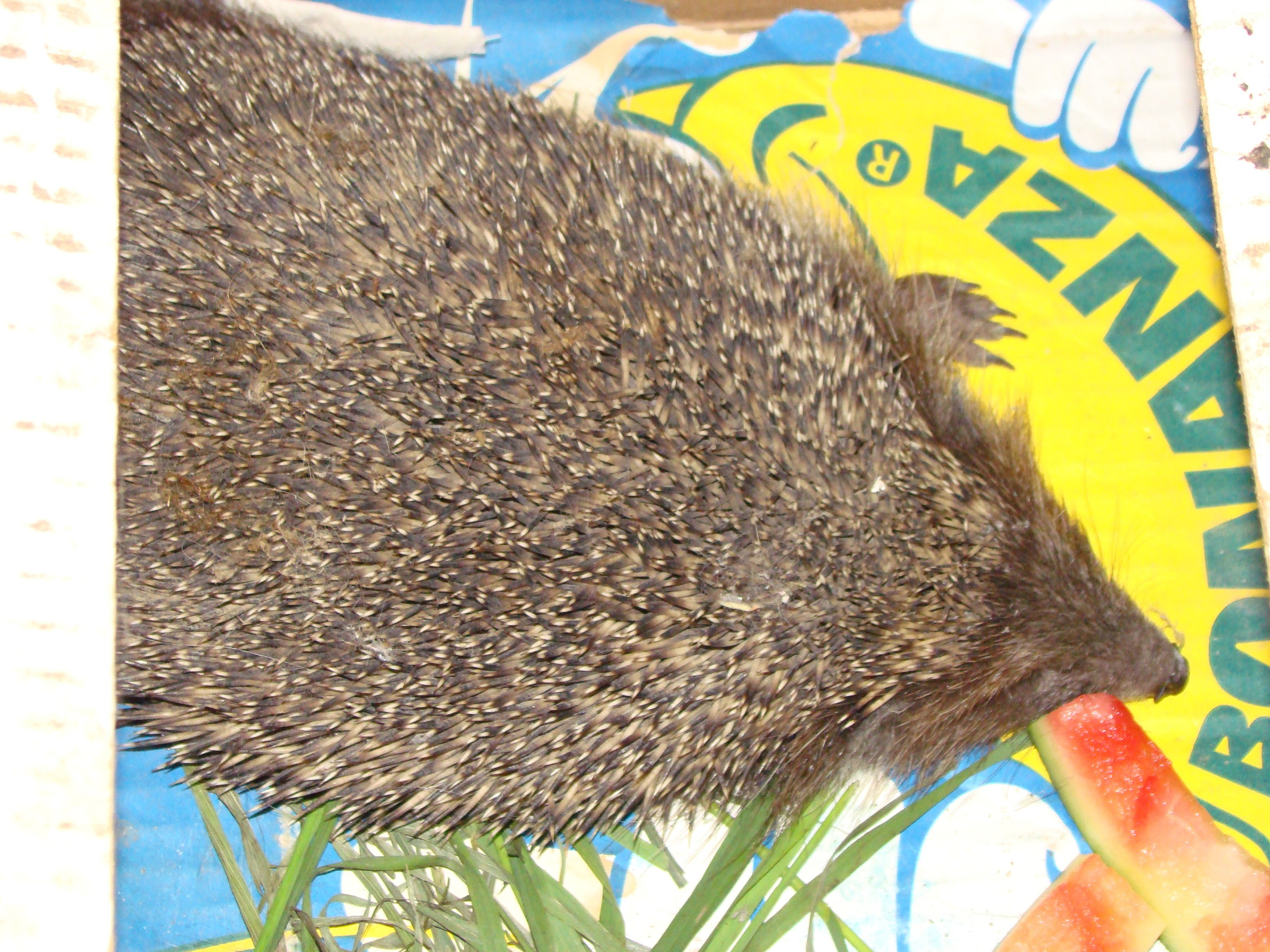 Кабардинка (фото Зевиных) 25.06-24.07.2008. Семейный, Свадебный фотограф СПБ Питер— Романова Екатерина