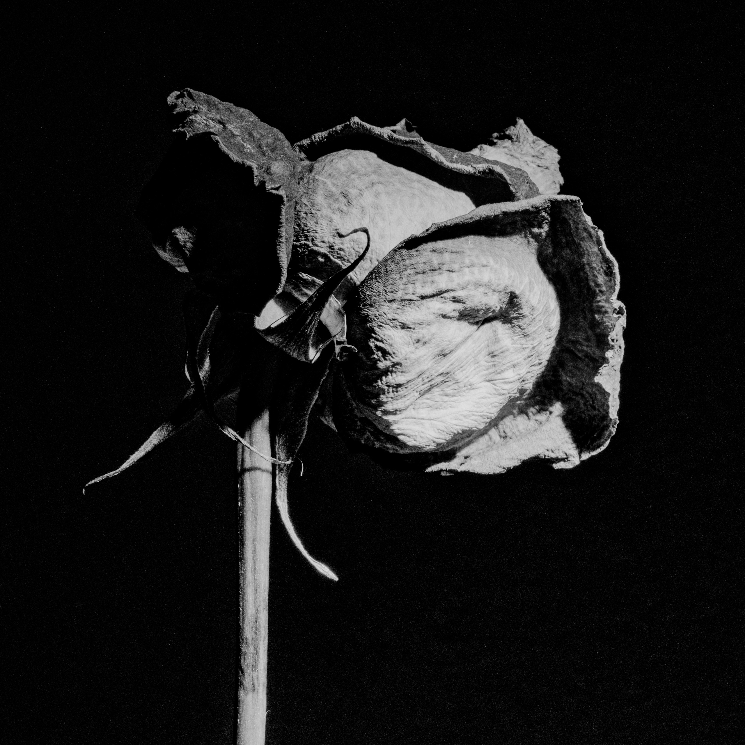 Цветы. Фотограф Александр Тихонов