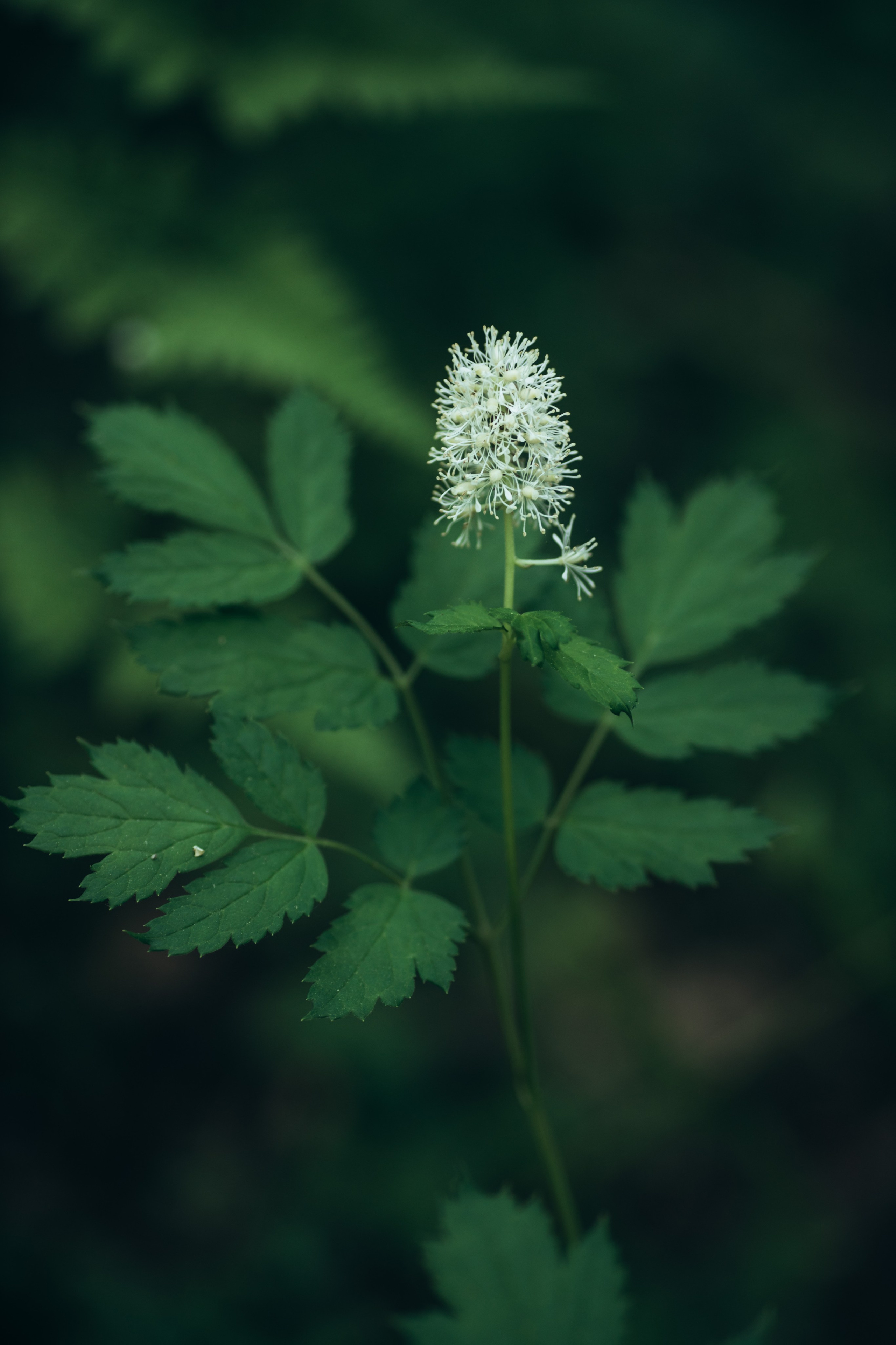 Природные пейзажи. Наталия Клевинскас портретный фотограф в Костроме