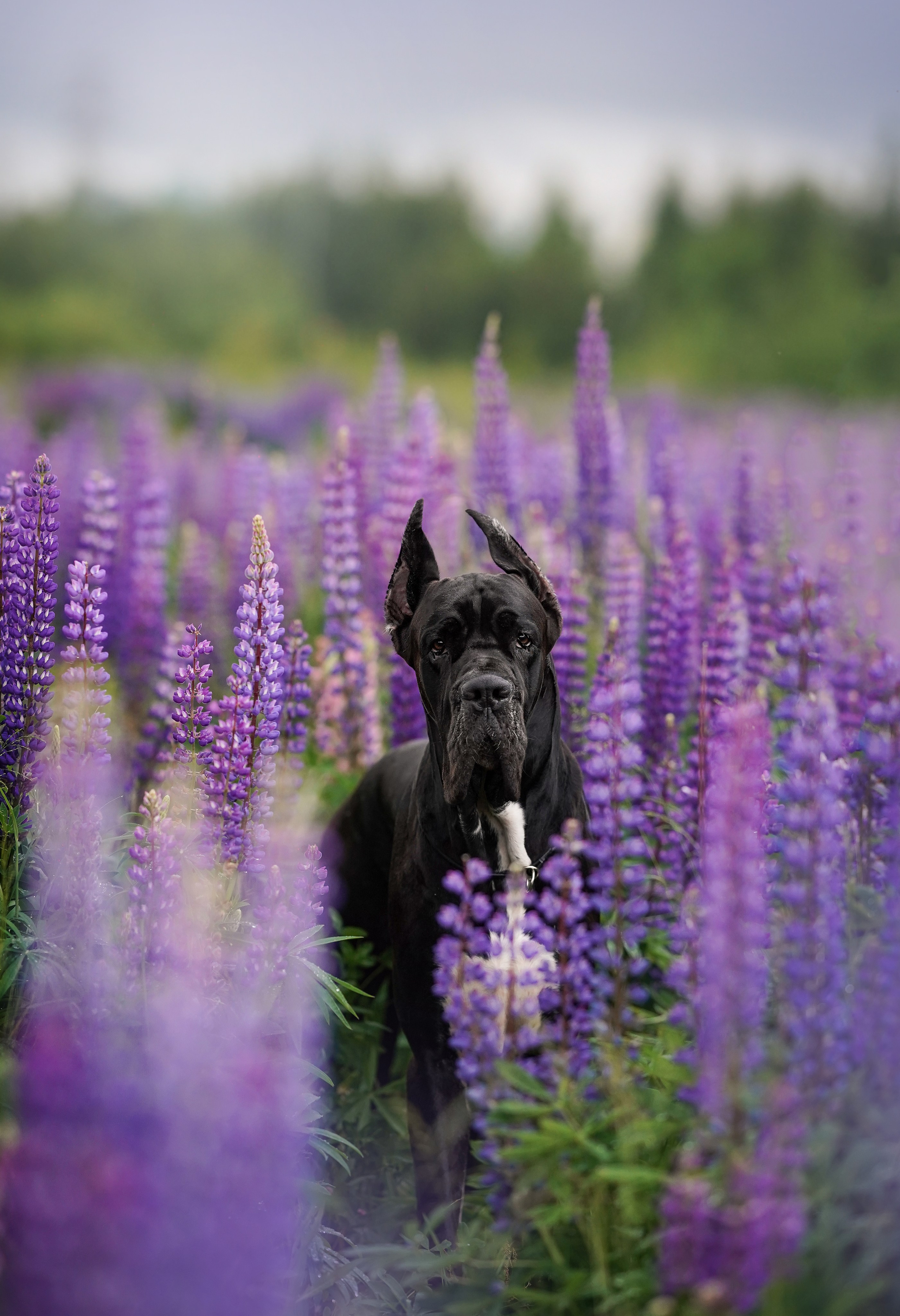 Вика и Трофей люпины. Фотограф-анималист в Санкт-Петербурге Яна Мартынова