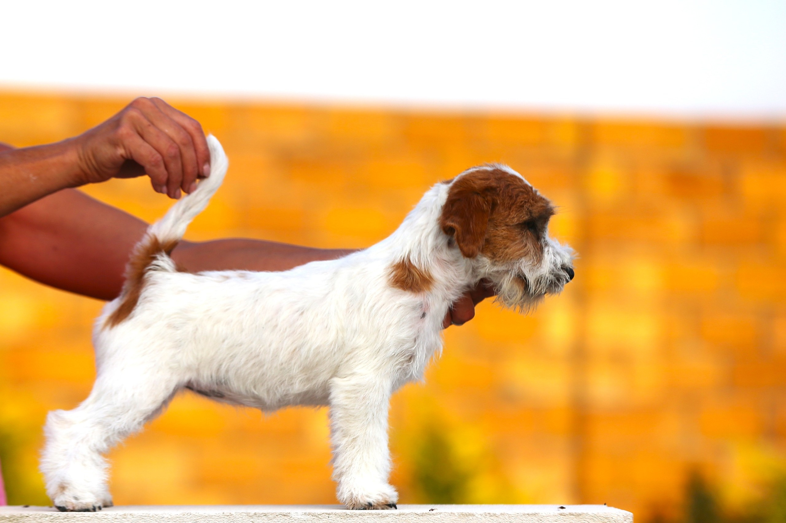 LOVELY ORANGE PICABU. Lovely-Orange питомник джек рассел терьеров