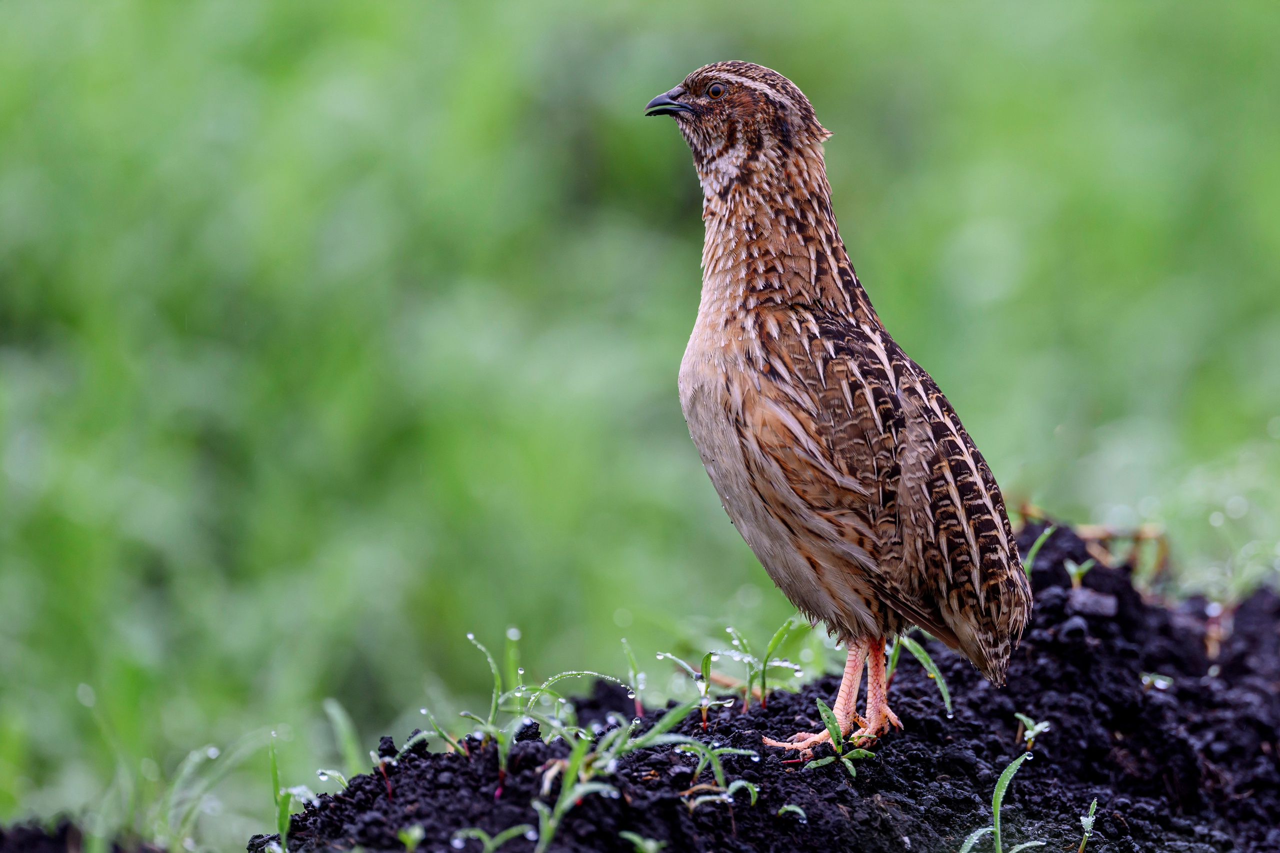 Перепела VII. Фотограф Сергей Пупонин