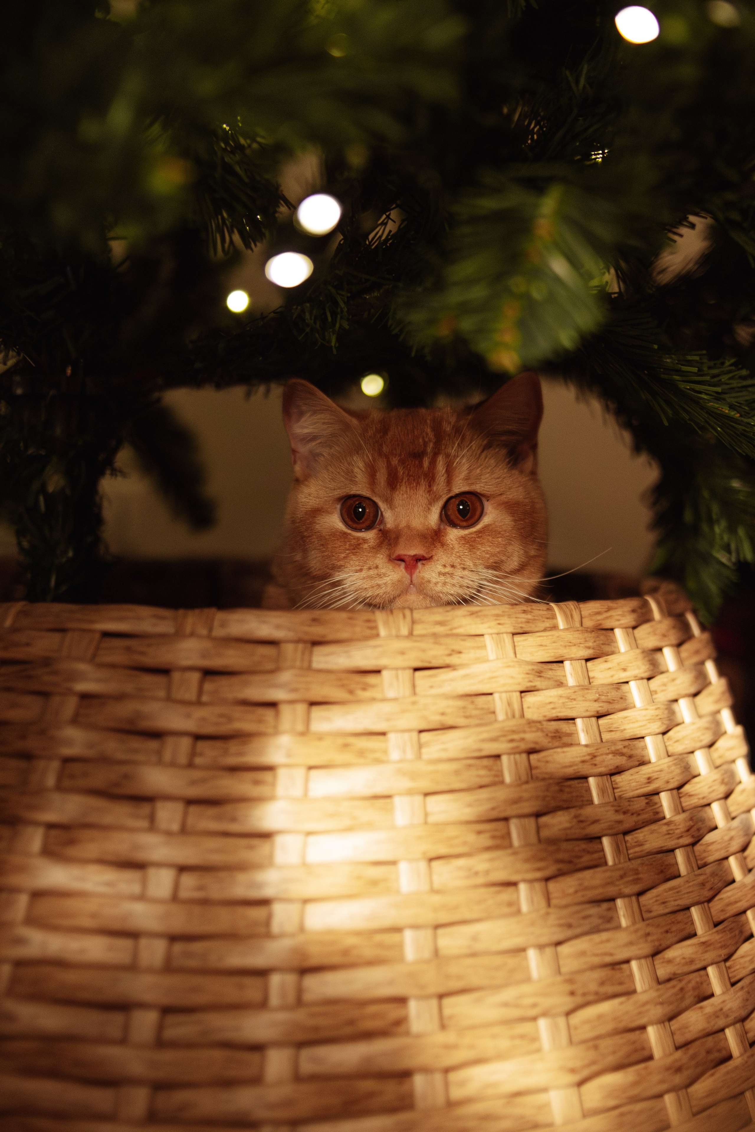 Домашняя. Фотограф Москва / Балашиха