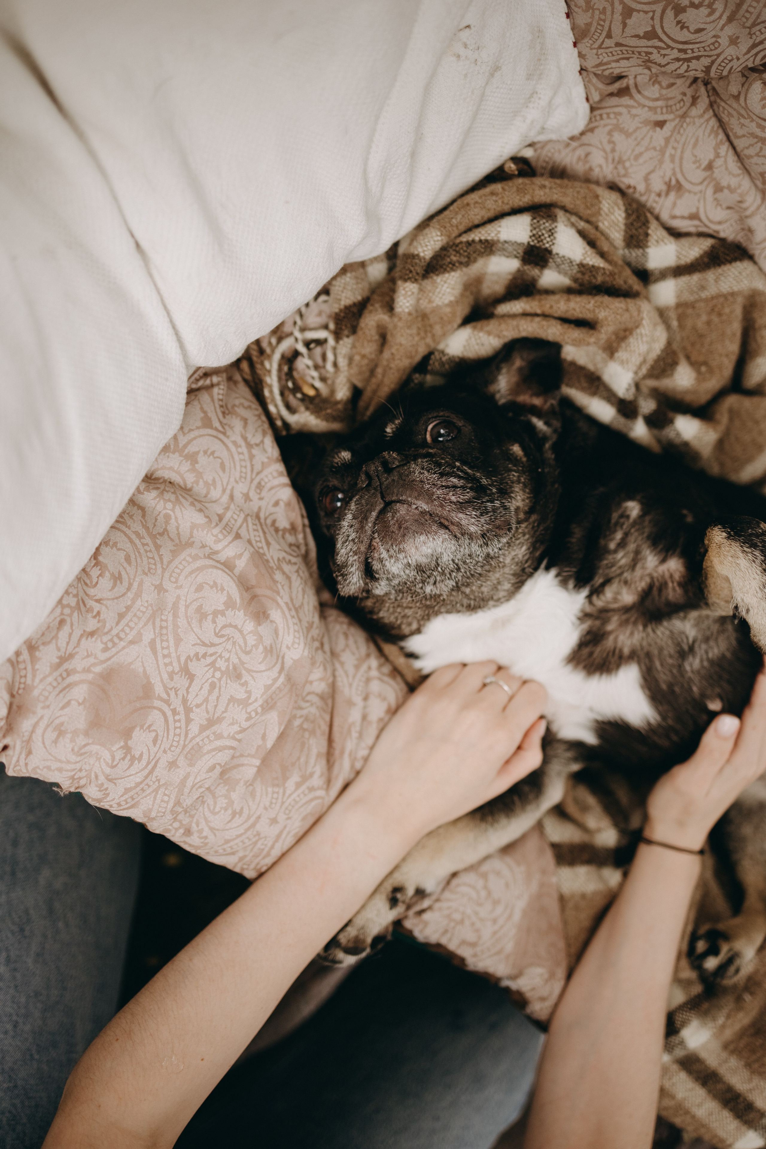 Софа и ее хвостики. Фотограф — Анималист | Санкт-Петербург