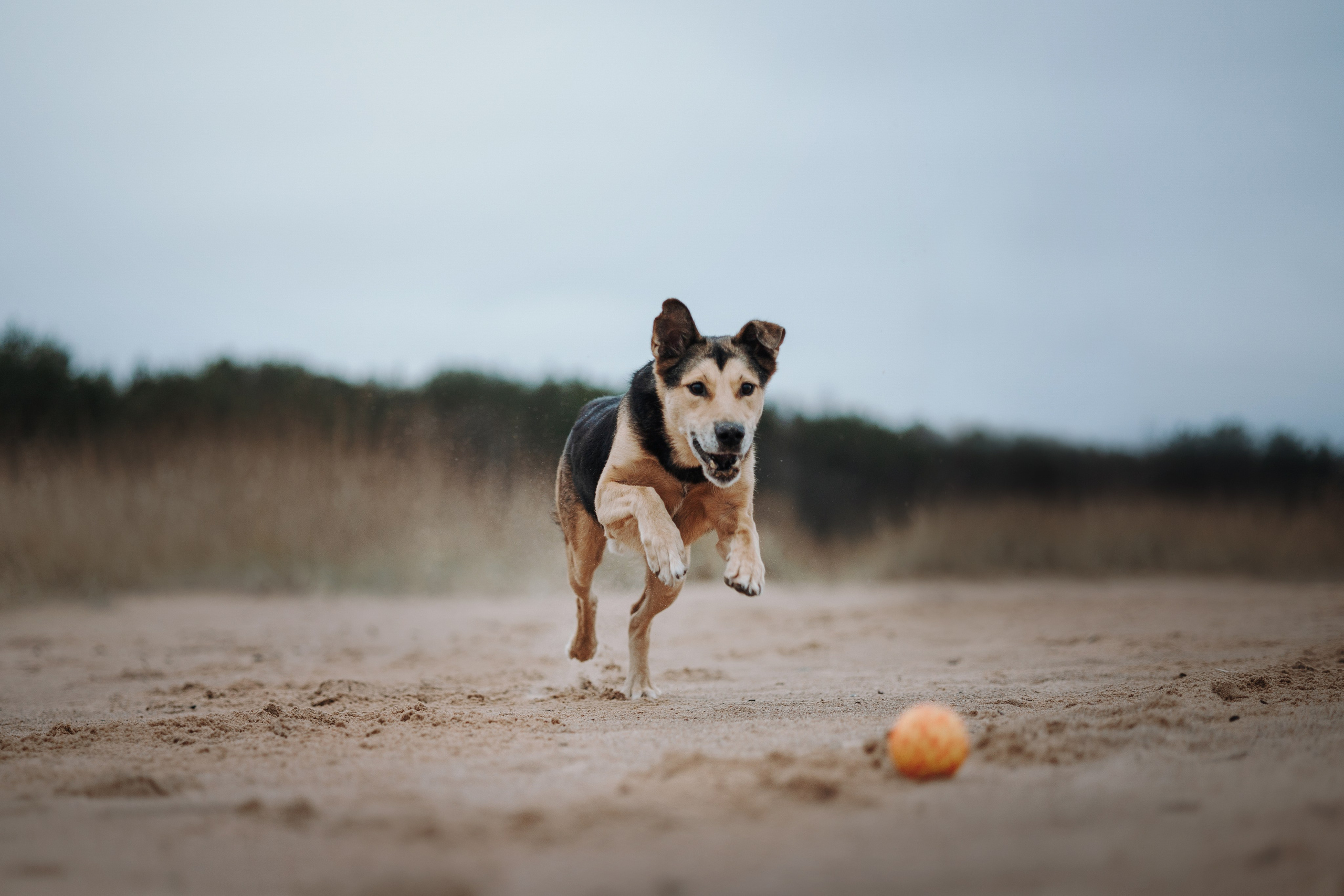 Наталья и Того. Фотограф — Анималист | Санкт-Петербург
