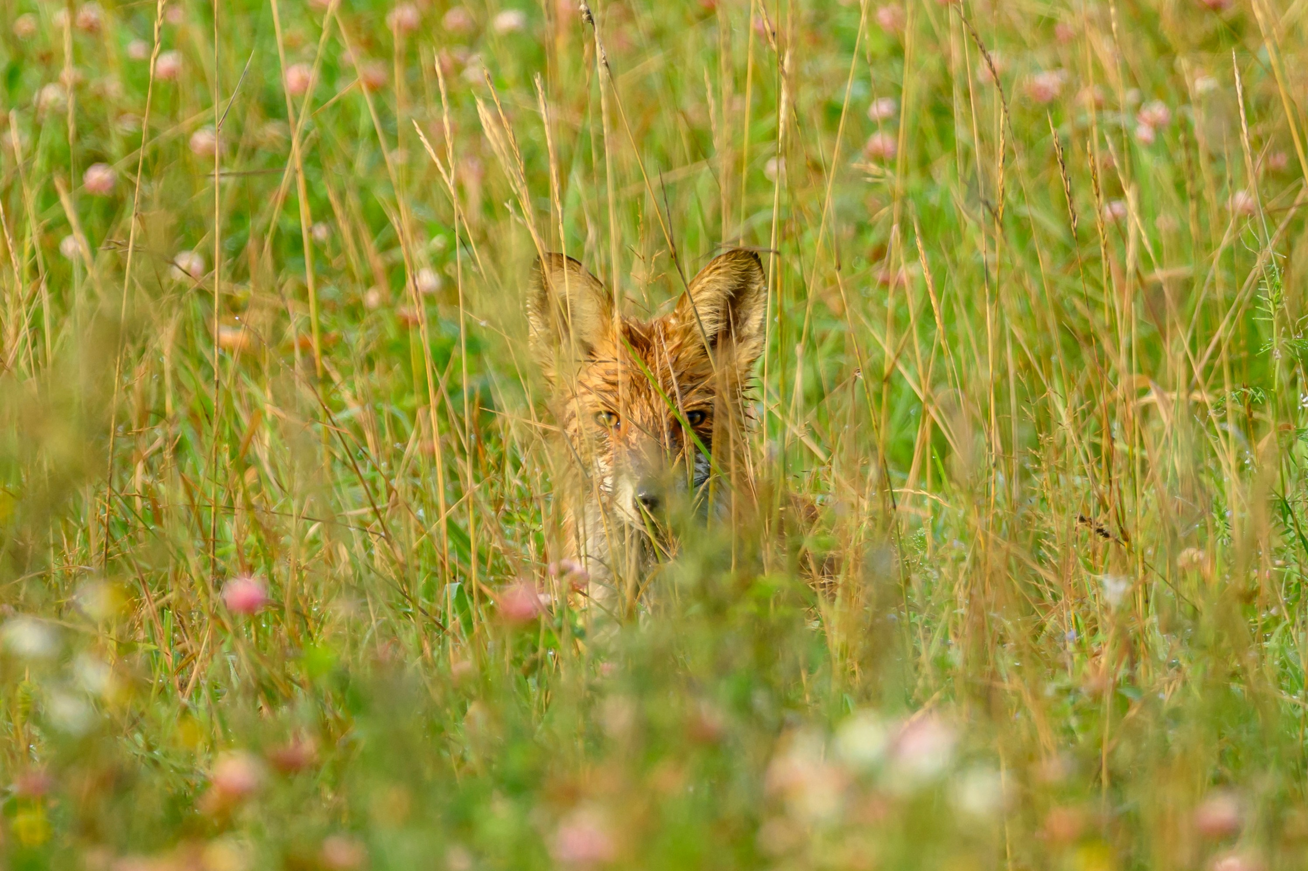 Лиса и коршун. Wildlife photography by Sergey Puponin