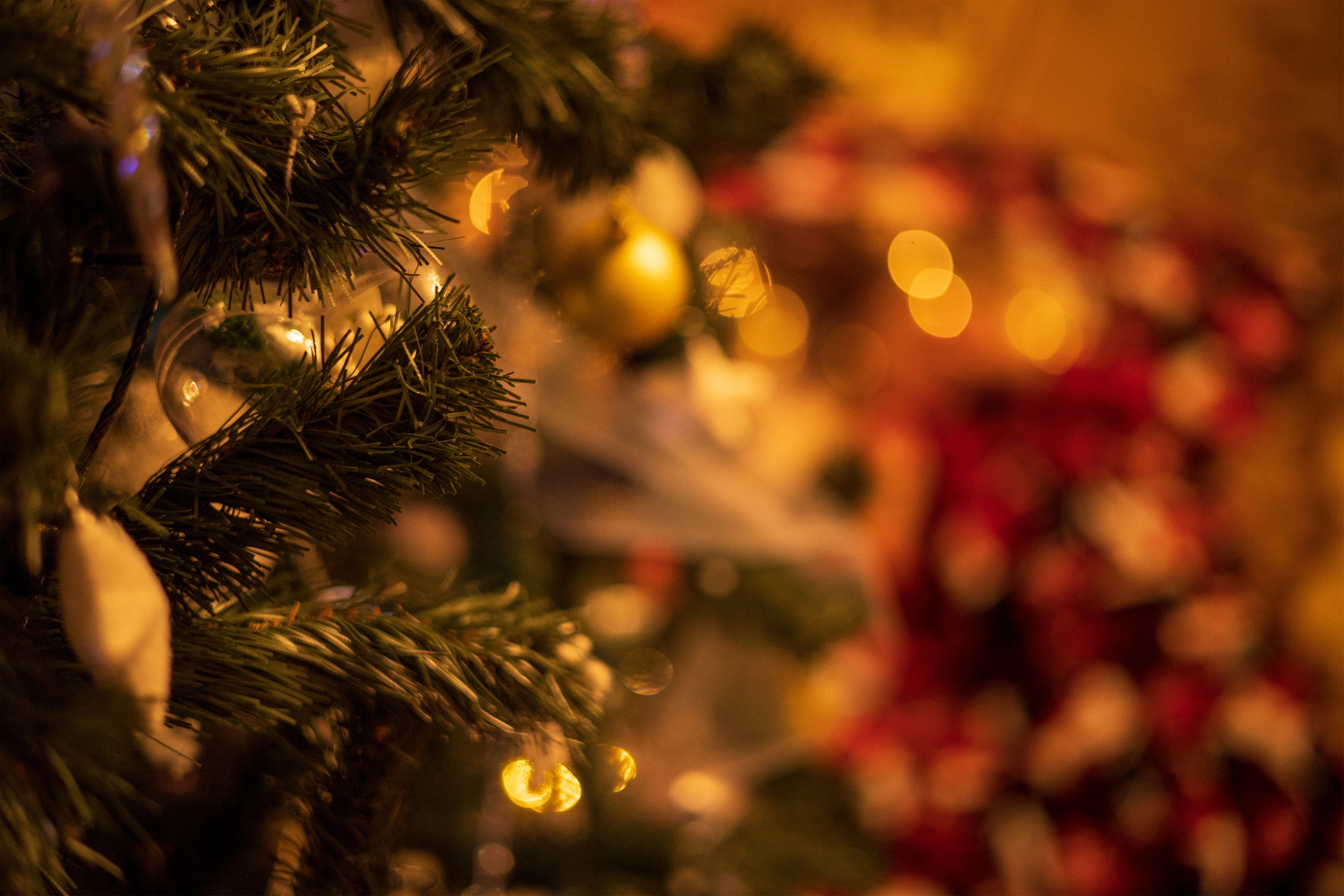 Под елкой. Свадебный и семейный фотограф в Абхазии Эля Цишба