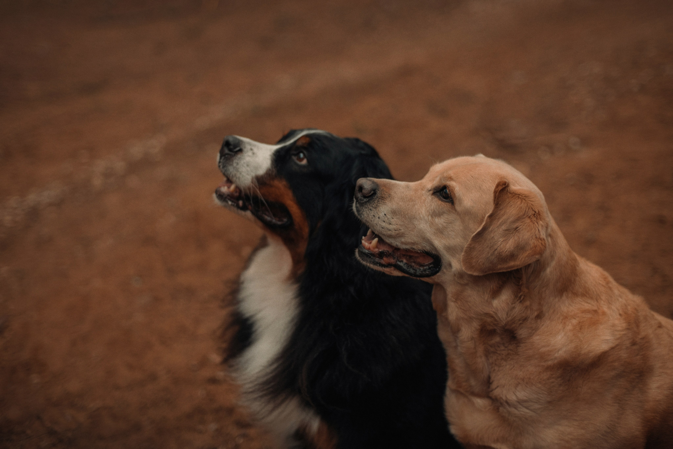 Прогулка: берн Пума, Фрэнк и Юля в Питере. Портфолио