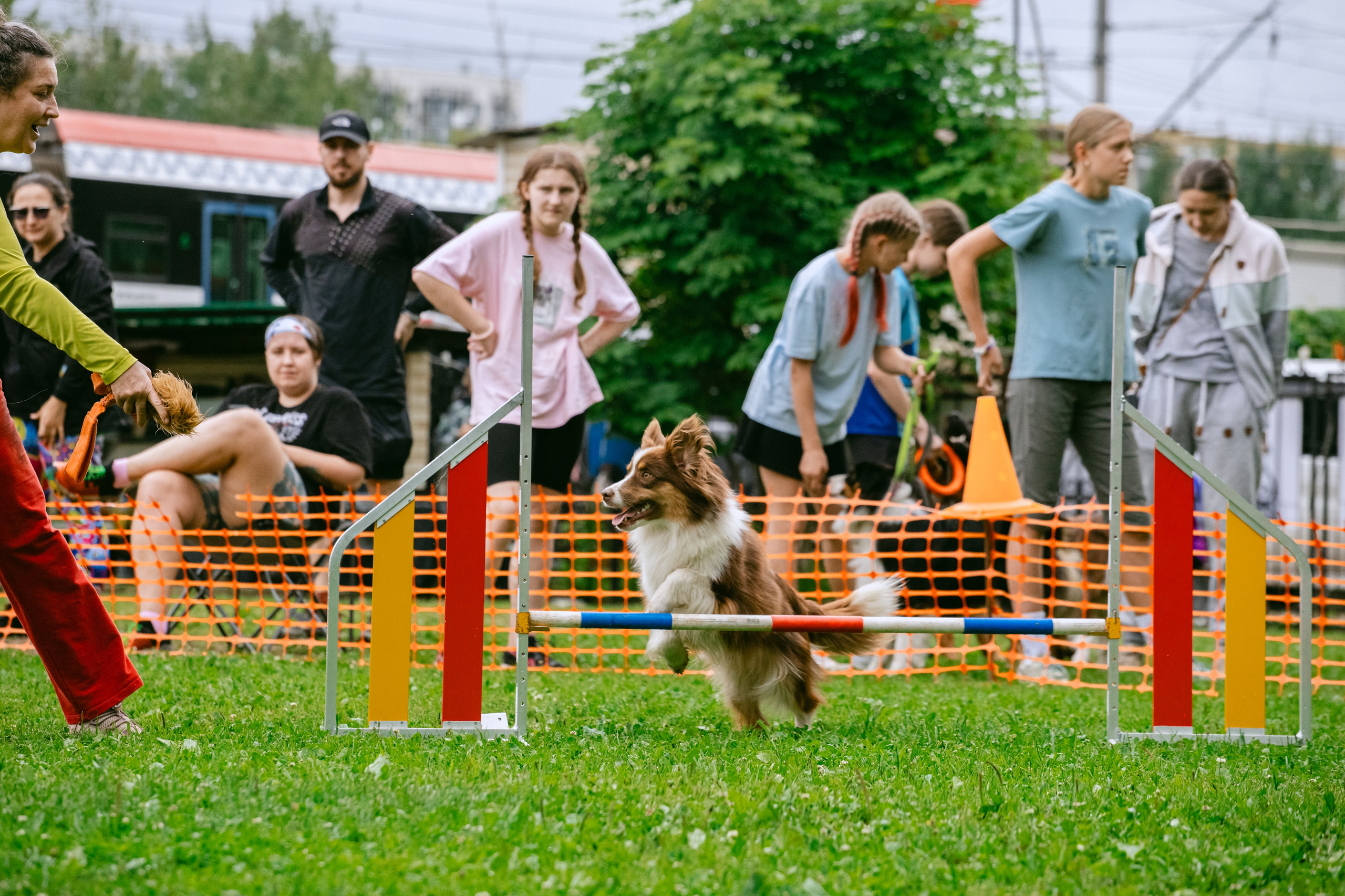 Соревнования по аджилити Долгопрудный 30.06.2025. Фотограф-анималист Татьяна Степанова