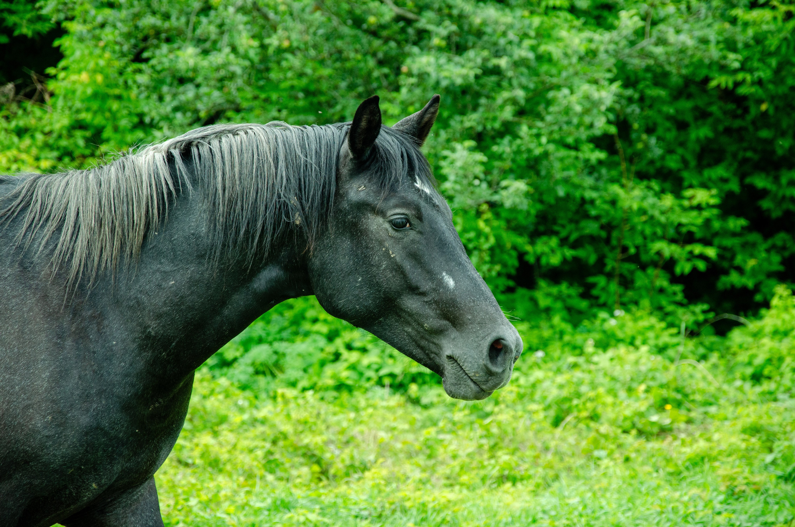 Лошади. Мультифотограф Виктория Лихоманова
