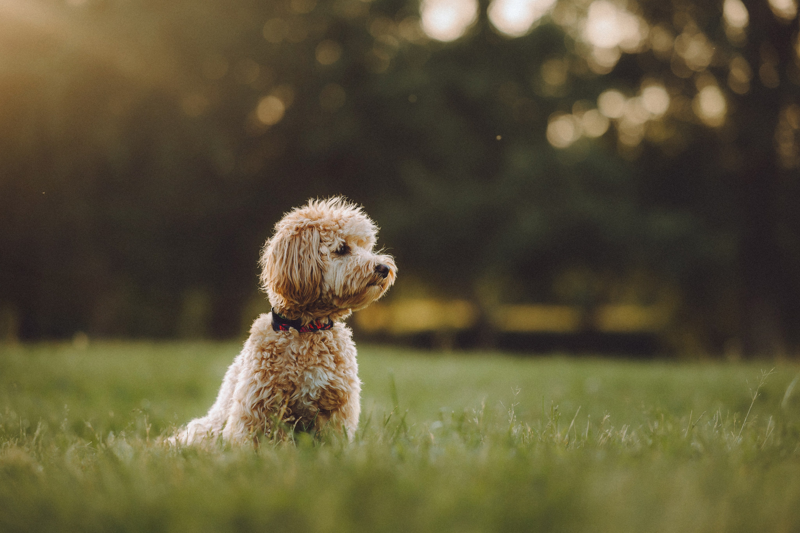 Фред и его семья