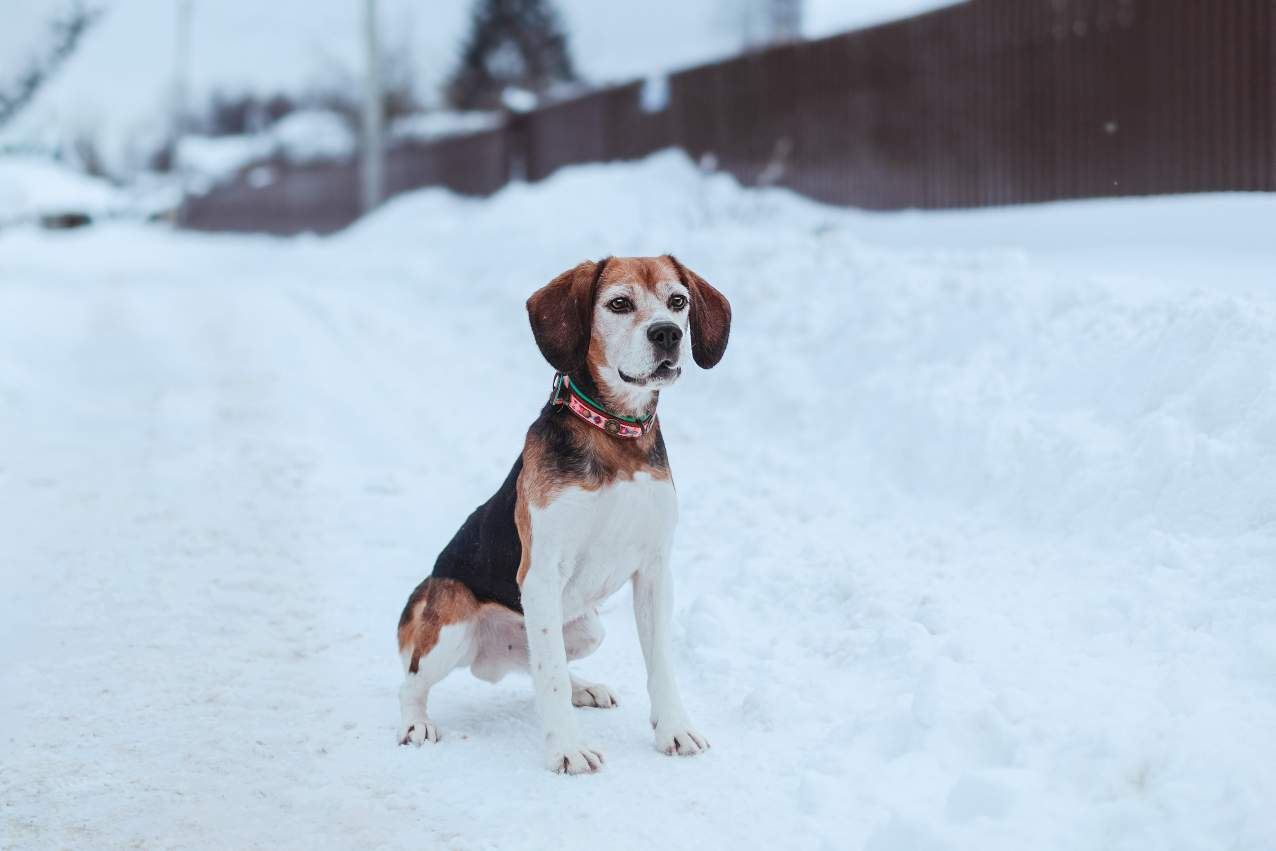 Дом для Биглей 2023. Фотограф-анималист Татьяна Степанова