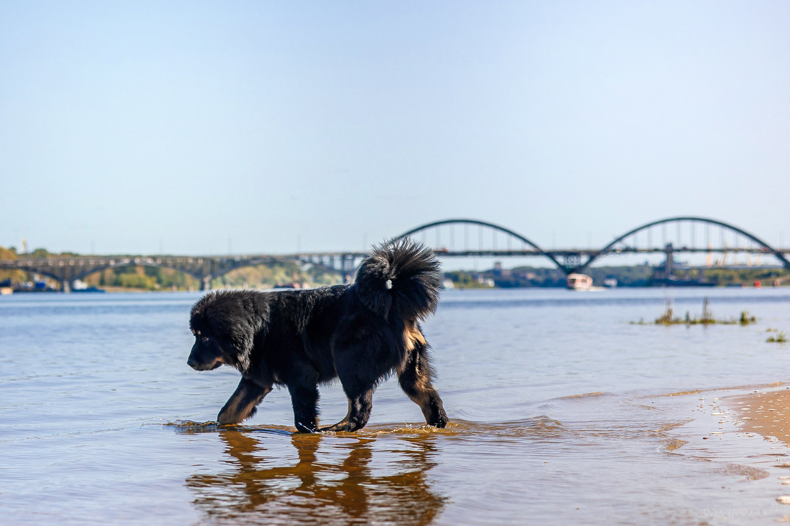 Адмирал. Фотограф анималист Аня Ливанова | Рыбинск