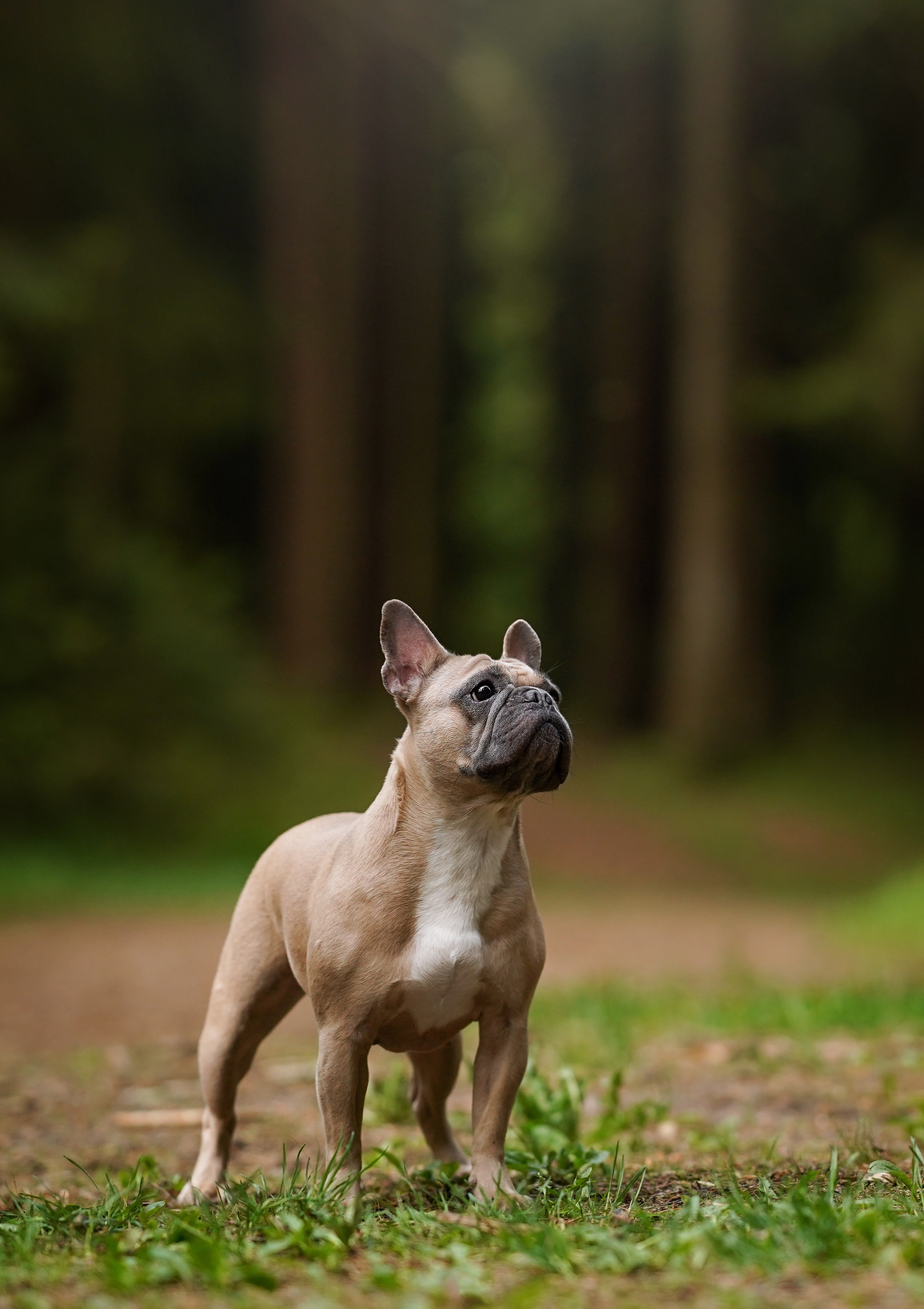 Юлия Петя и Моника. Фотограф-анималист в Санкт-Петербурге Яна Мартынова