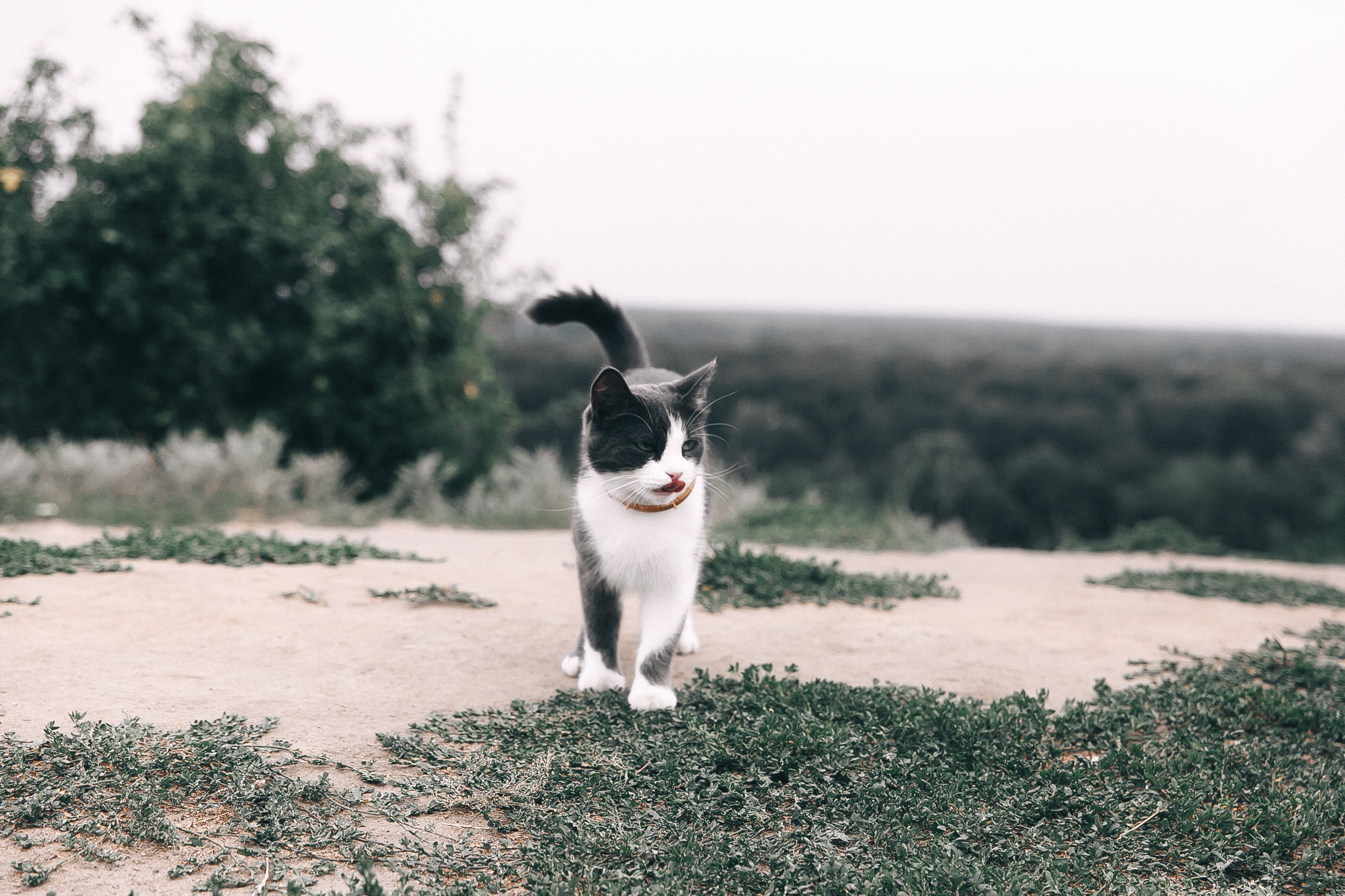 Свадьба Светланы и Владимира
