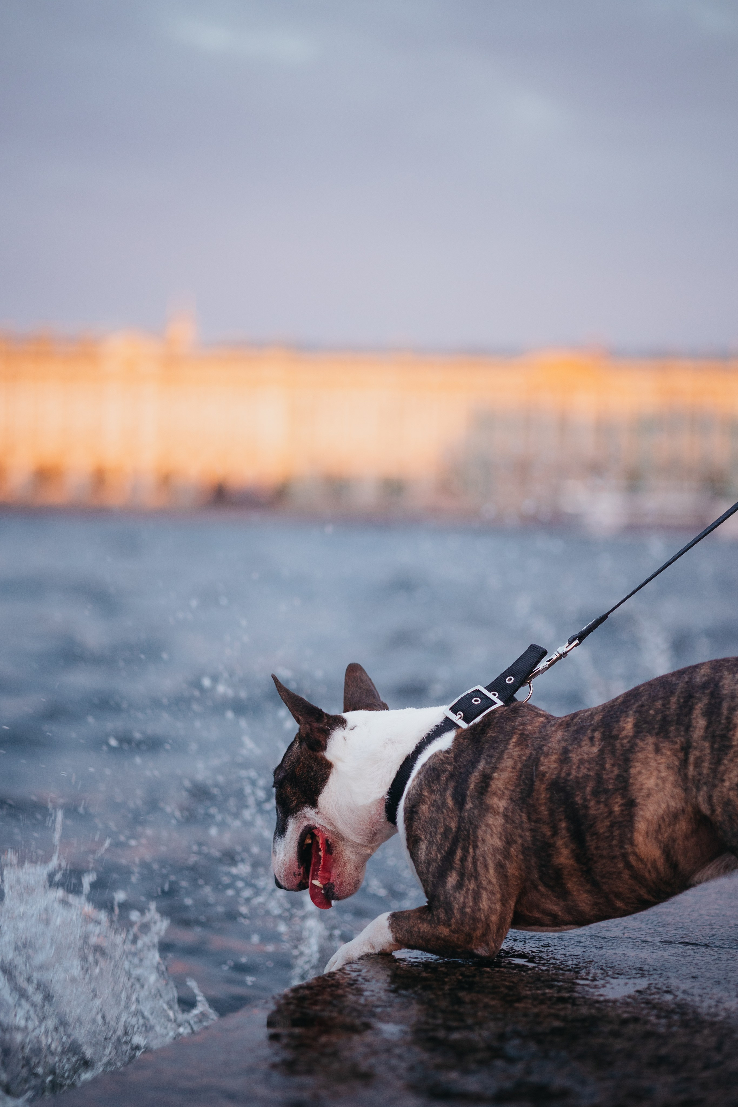 Елена и Гек. Фотограф-анималист в Санкт-Петербурге Алина Яхонт