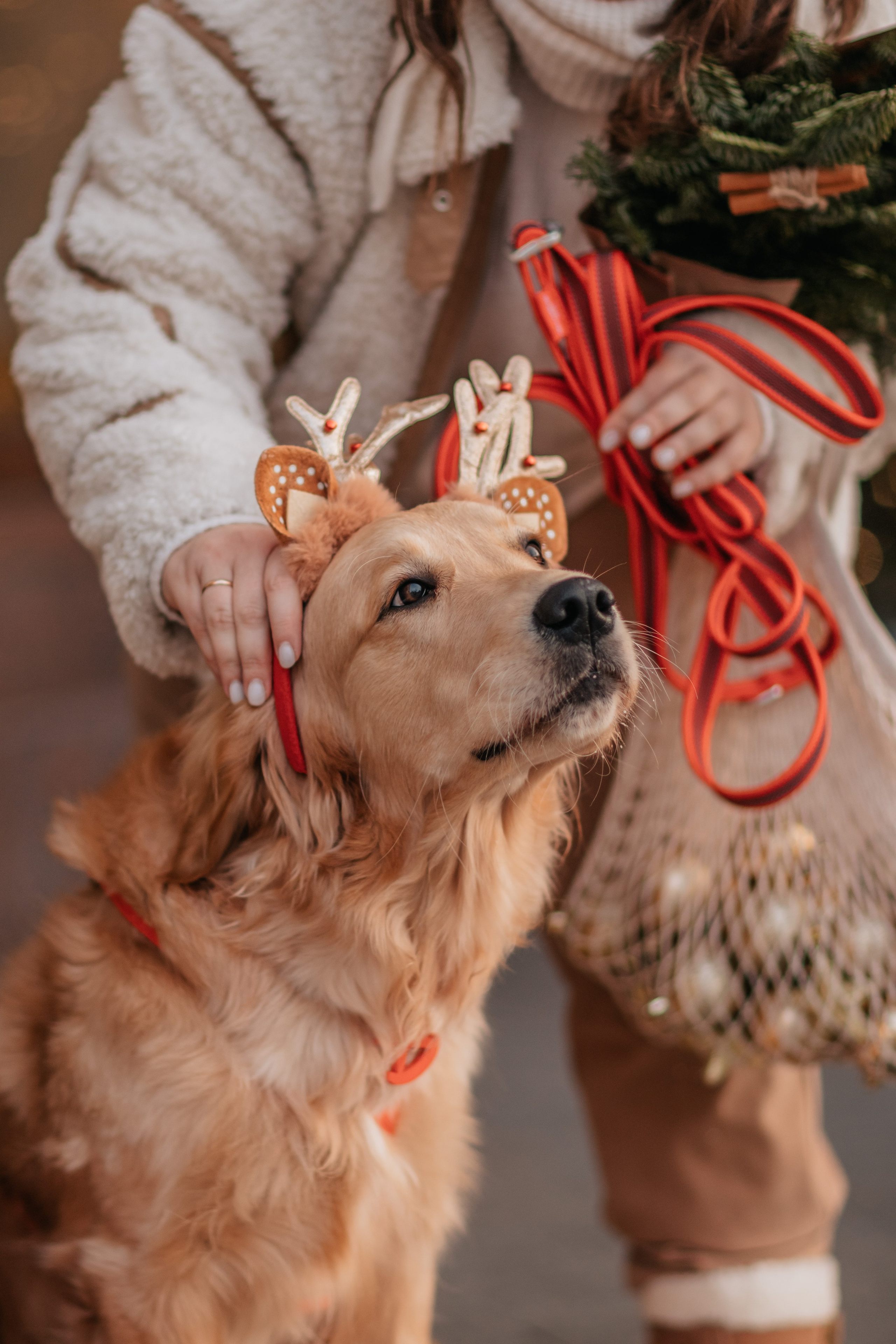 Бетти, Катя и Лёша. Новогодняя история. Семейный фотограф анималист Мария Крючкова