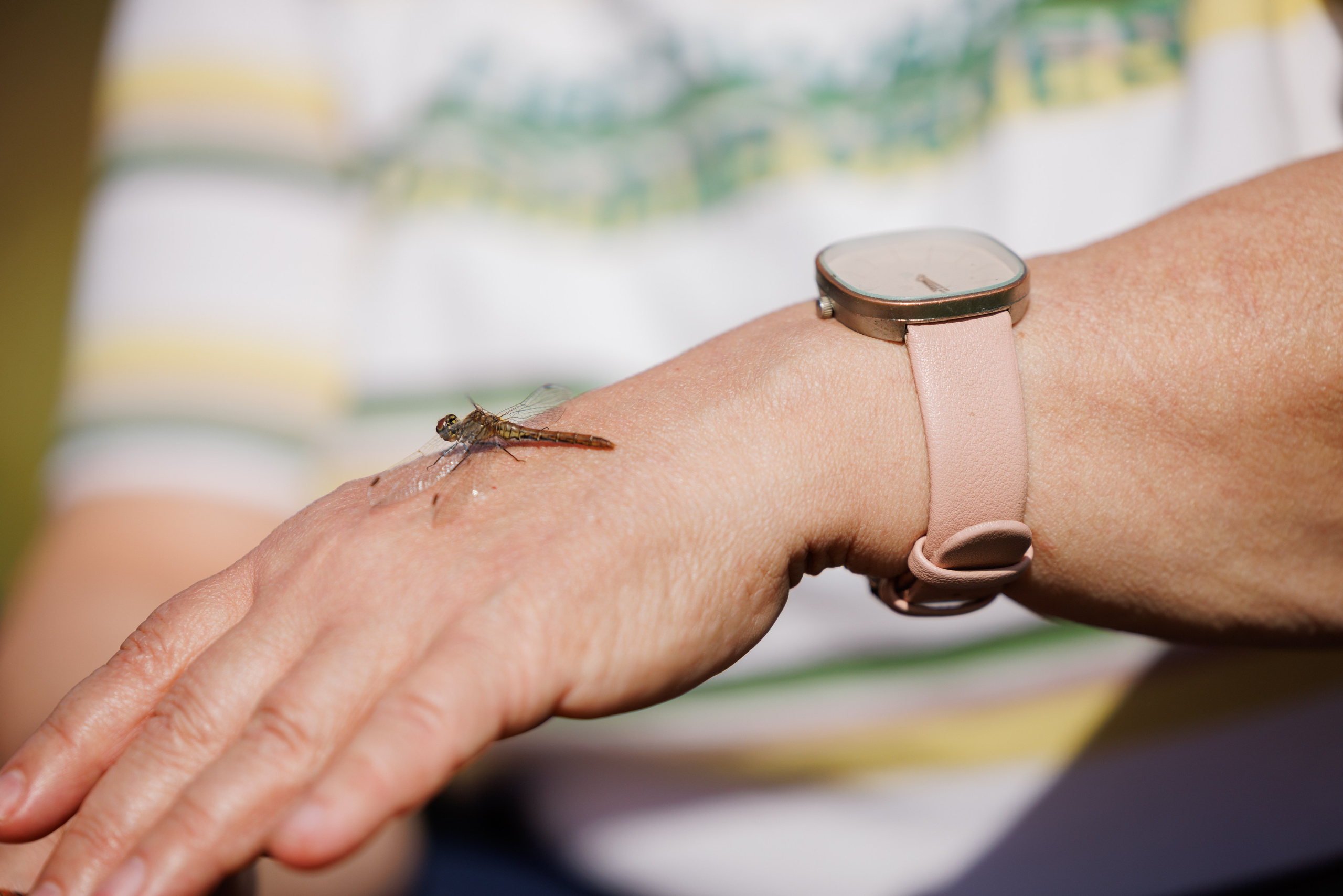 Зеленоград 13.09.2025. Фотограф-анималист Юлия Германика