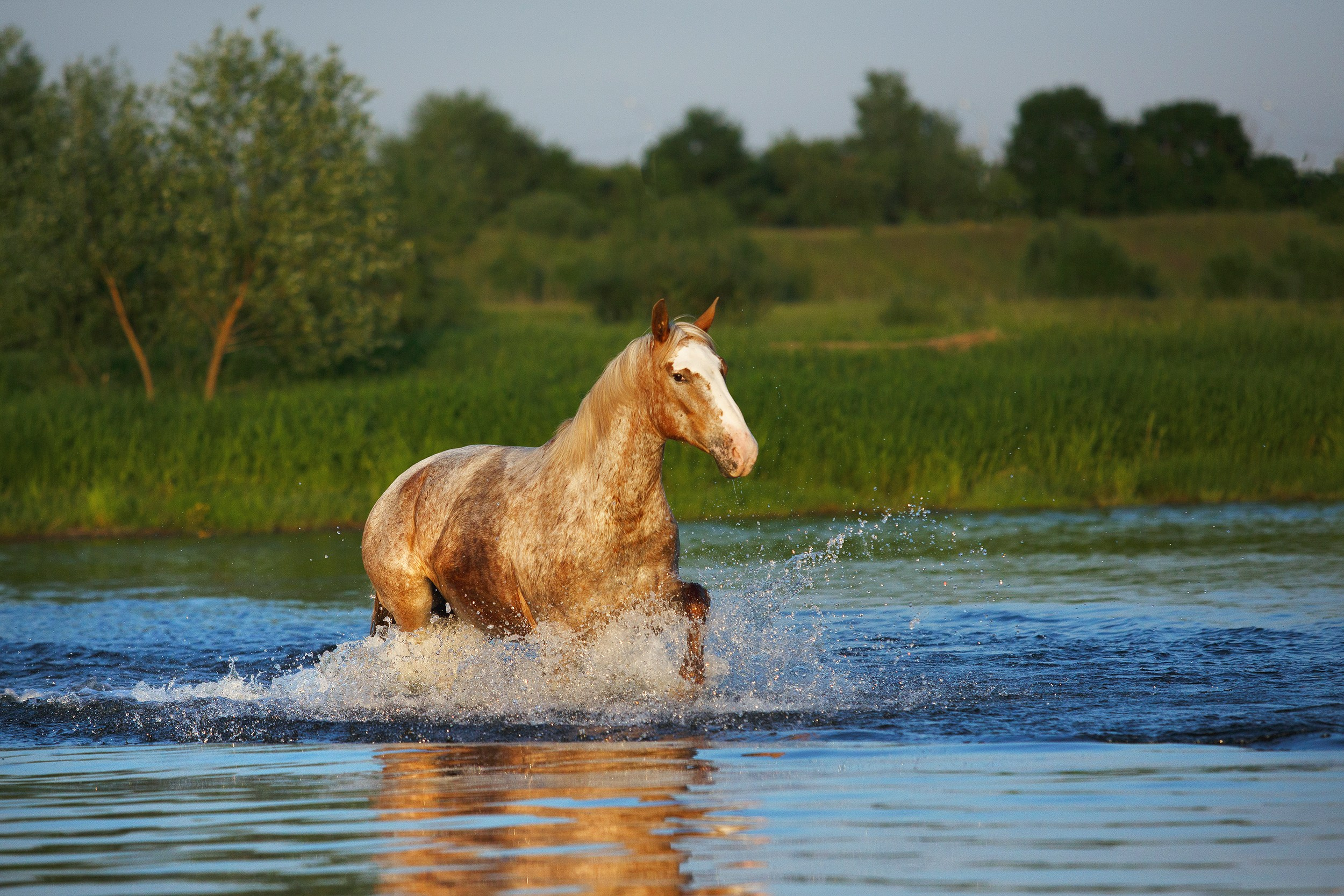 Лошади. Фотограф-анималист Юлия Удовенко
