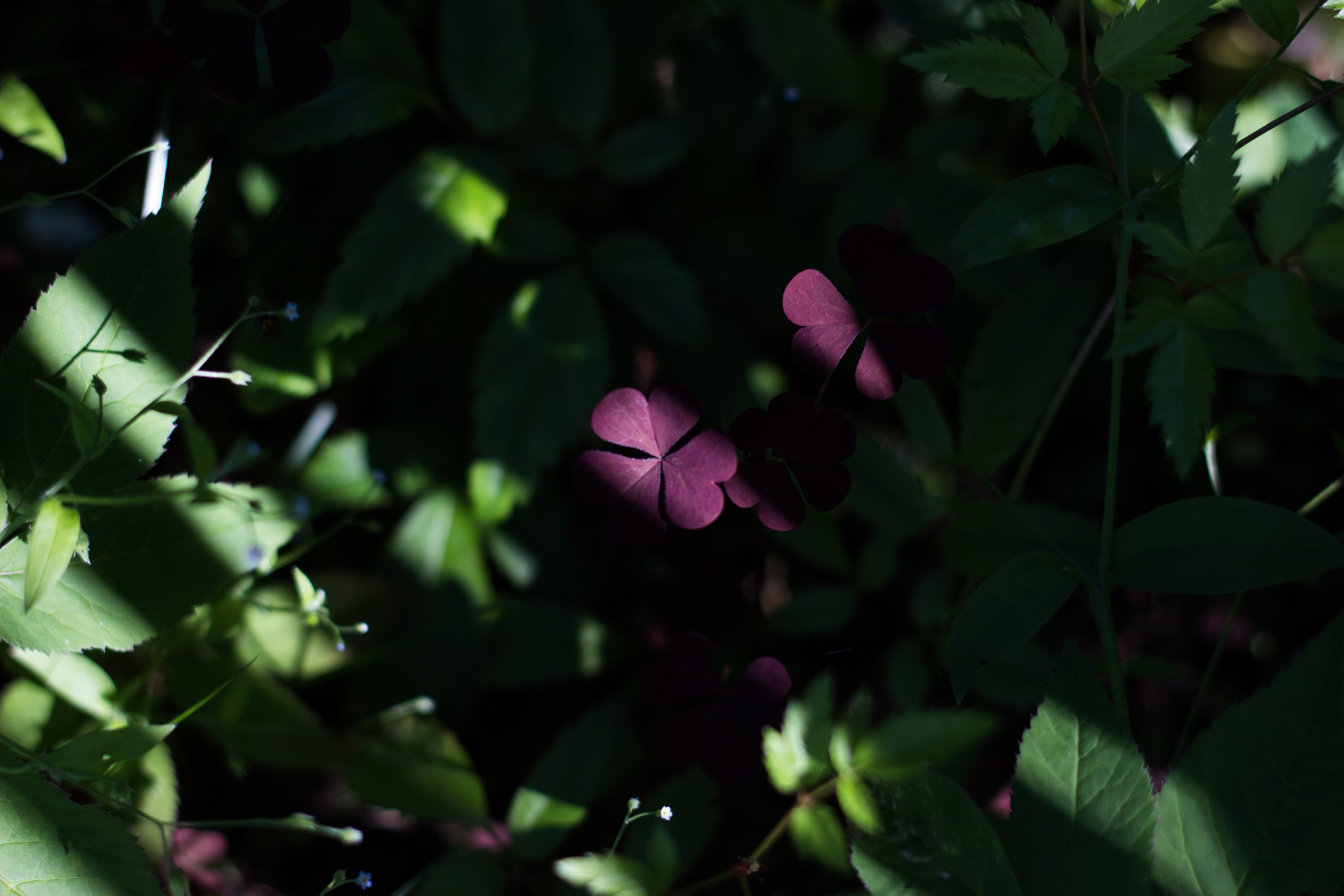 Природа. Polyframe