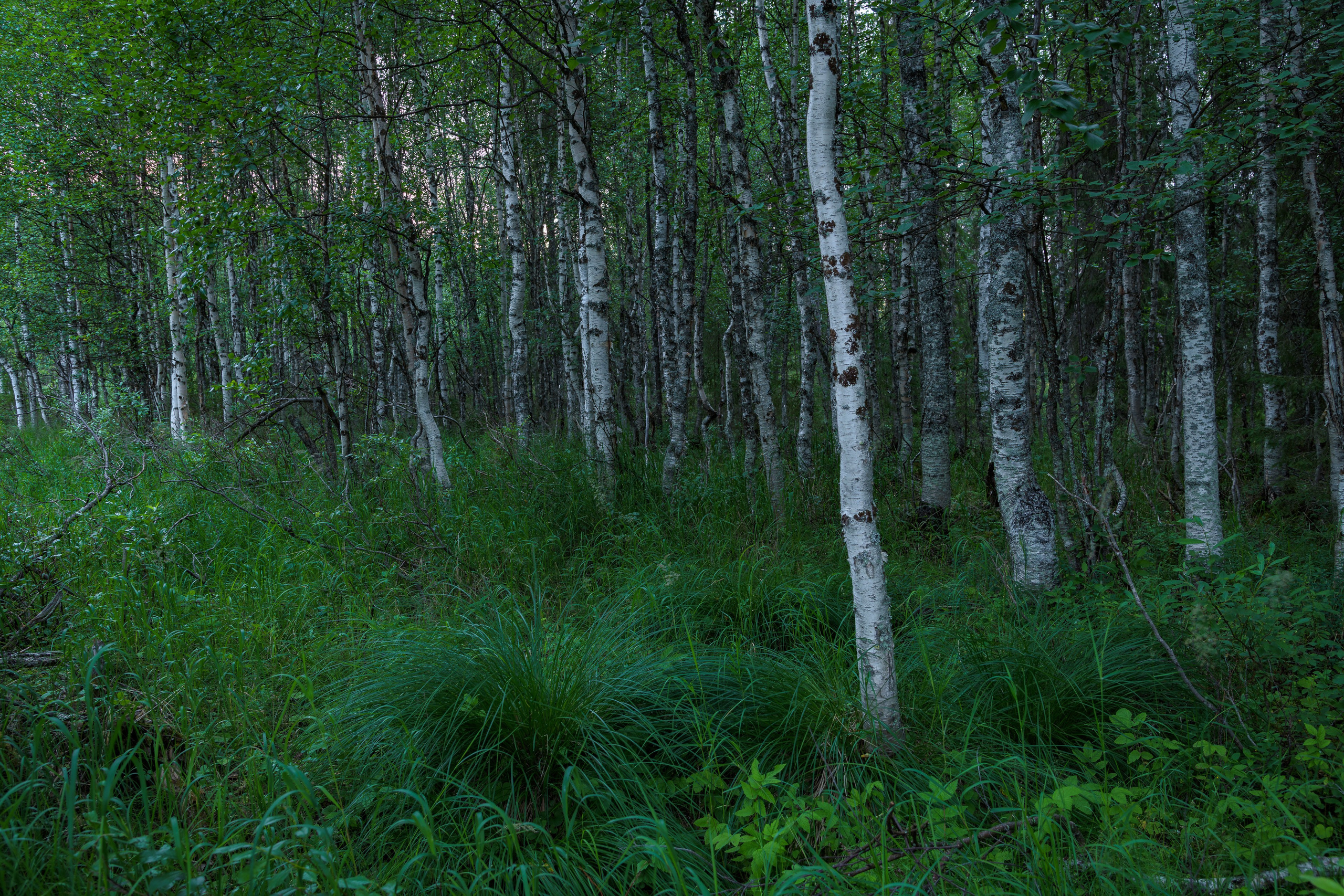 Лето. Северные Ночи