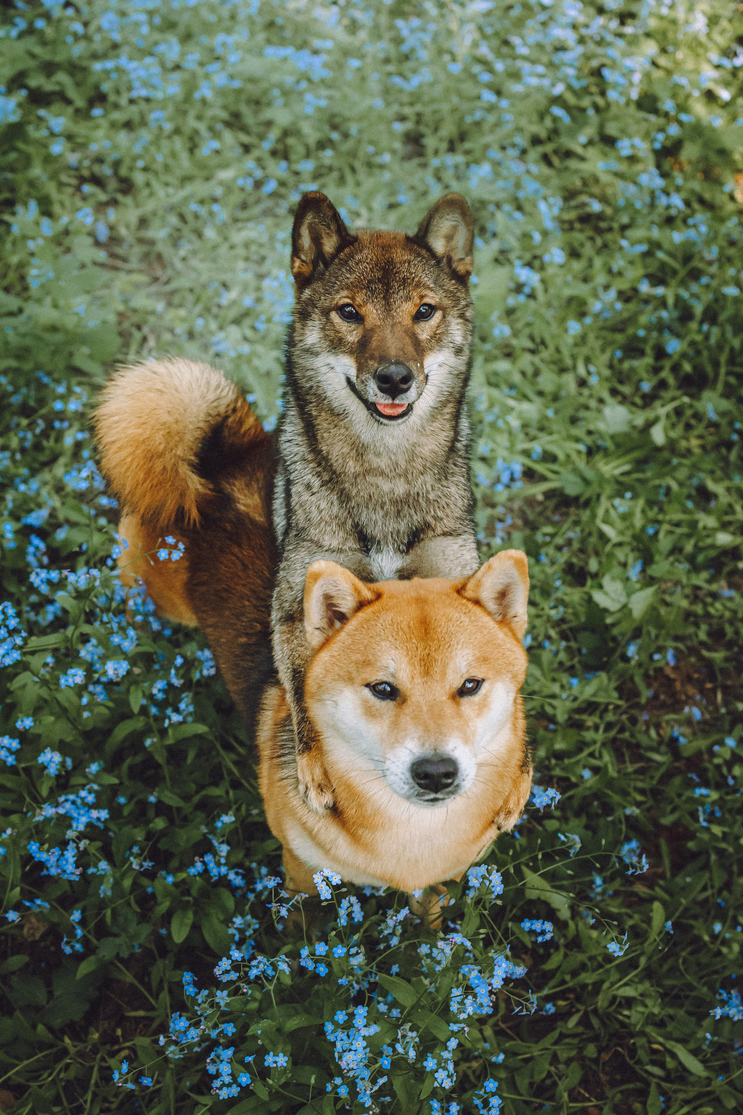 Шед, Цири, Чиби, Цера и их семья