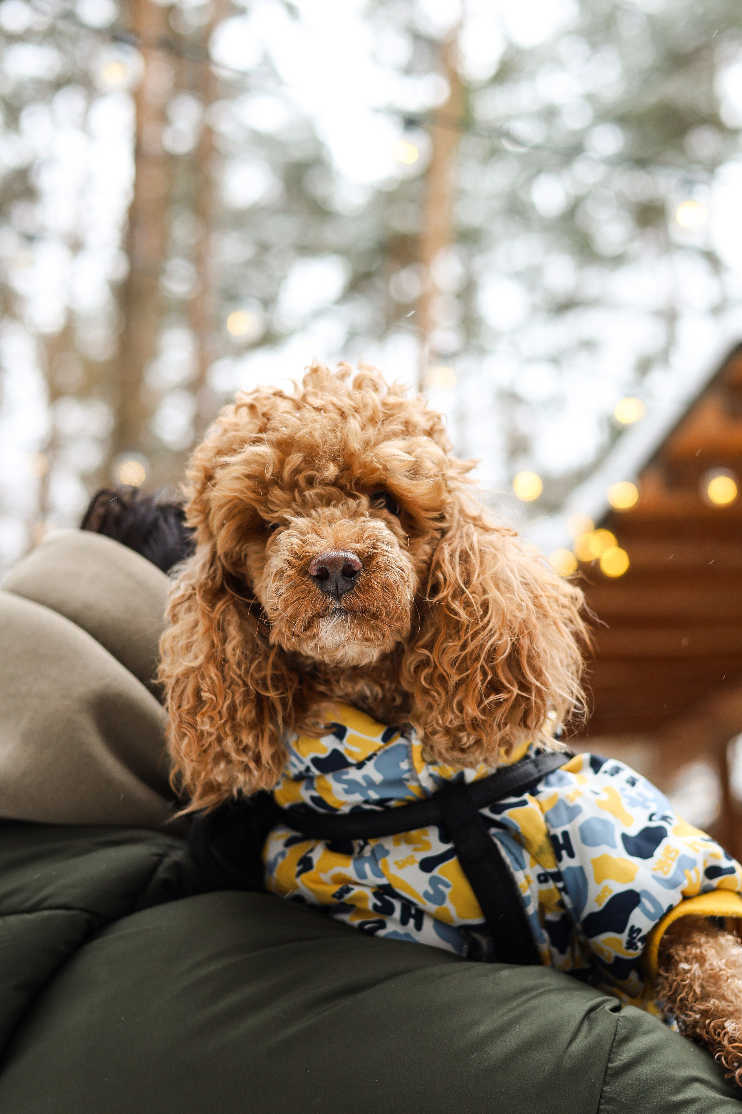 Муд и Леся. Фотограф-анималист Ксения Шевцова|Москва