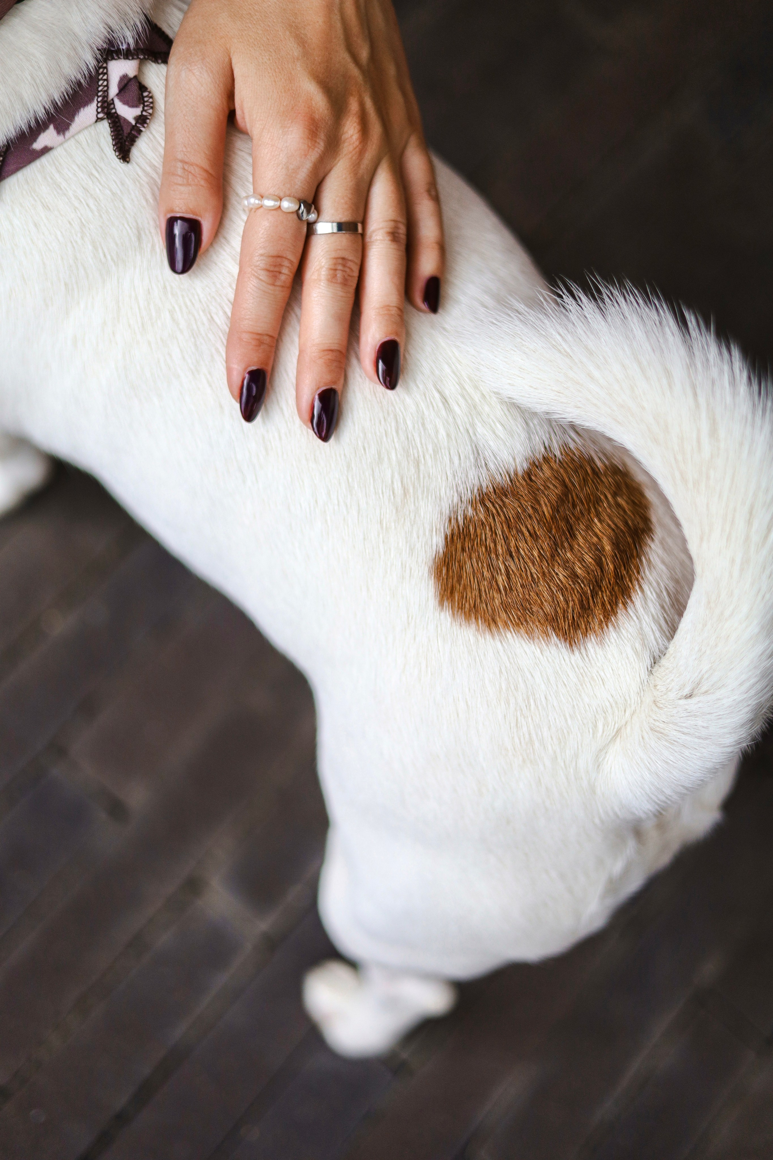 Холли и Катя. Фотограф-анималист Ксения Шевцова|Москва