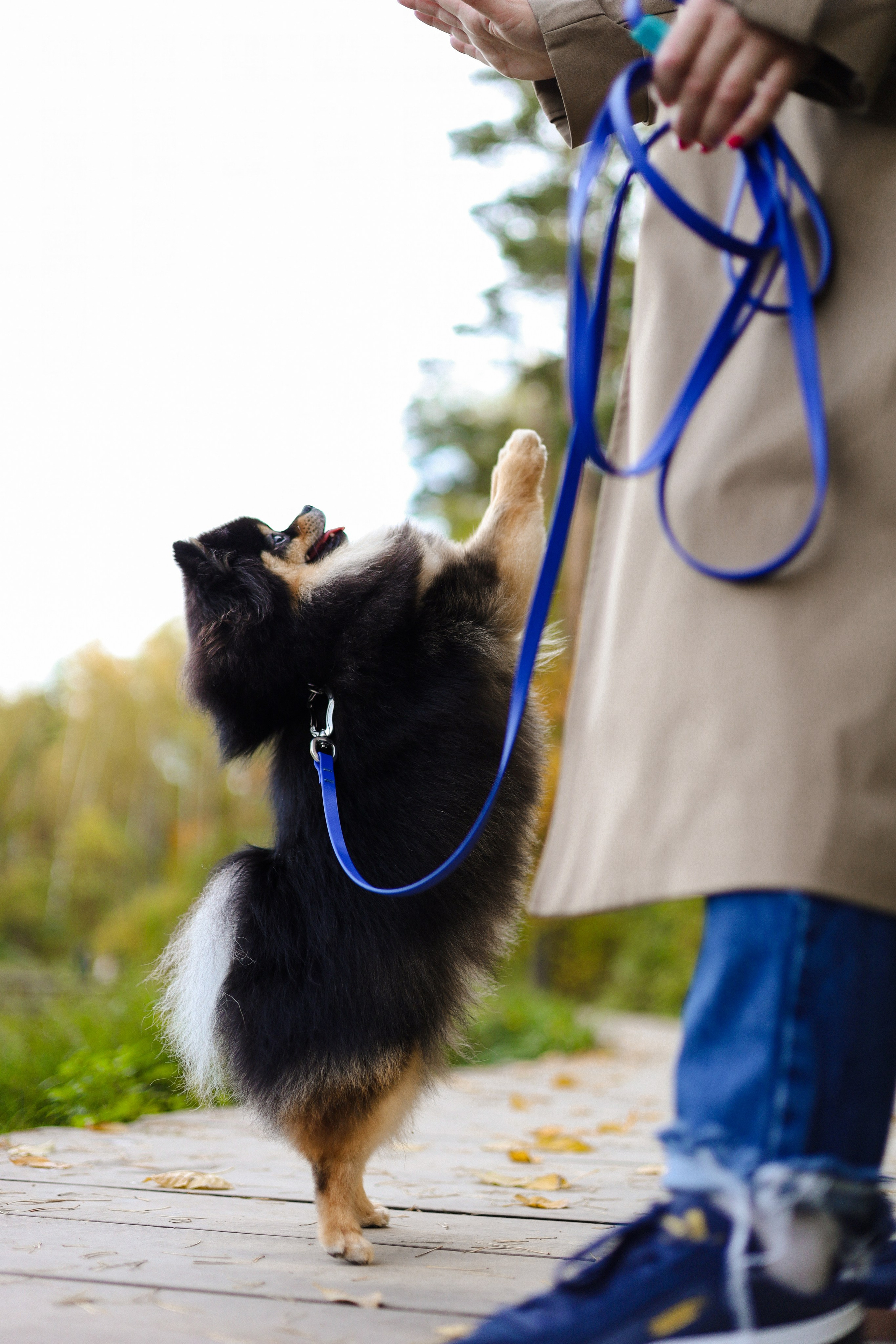 Арчи и Анастасия. Фотограф-анималист Ксения Шевцова|Москва