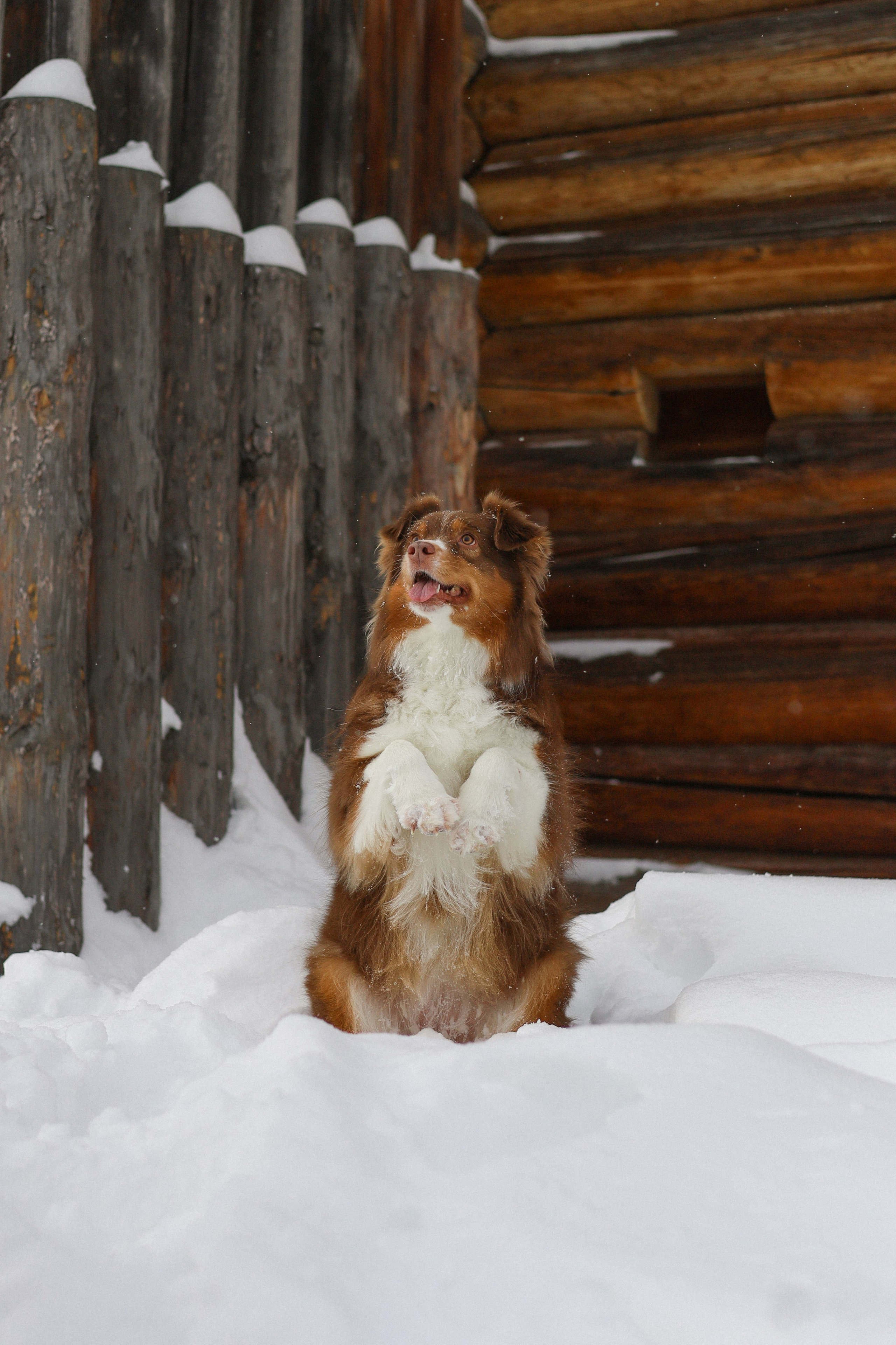 Макалу и Аня. Фотограф-анималист Ксения Шевцова|Москва