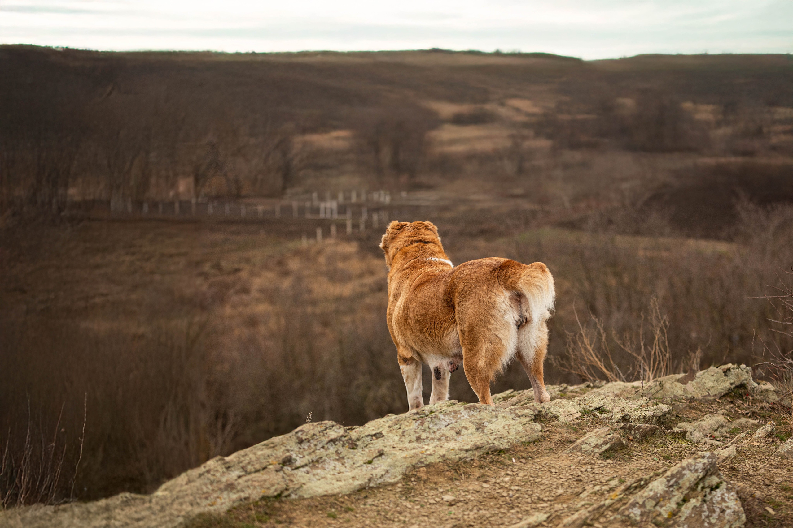 Пальма. Фотограф-АниМалист Анна Абрамова