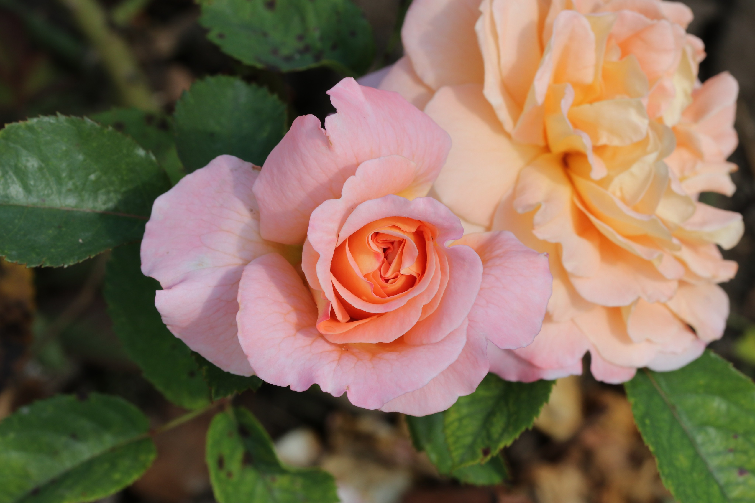 Долина роз в Кисловодске. Фото-художник и Репортажный фотограф Николаев Александр Алексеевич