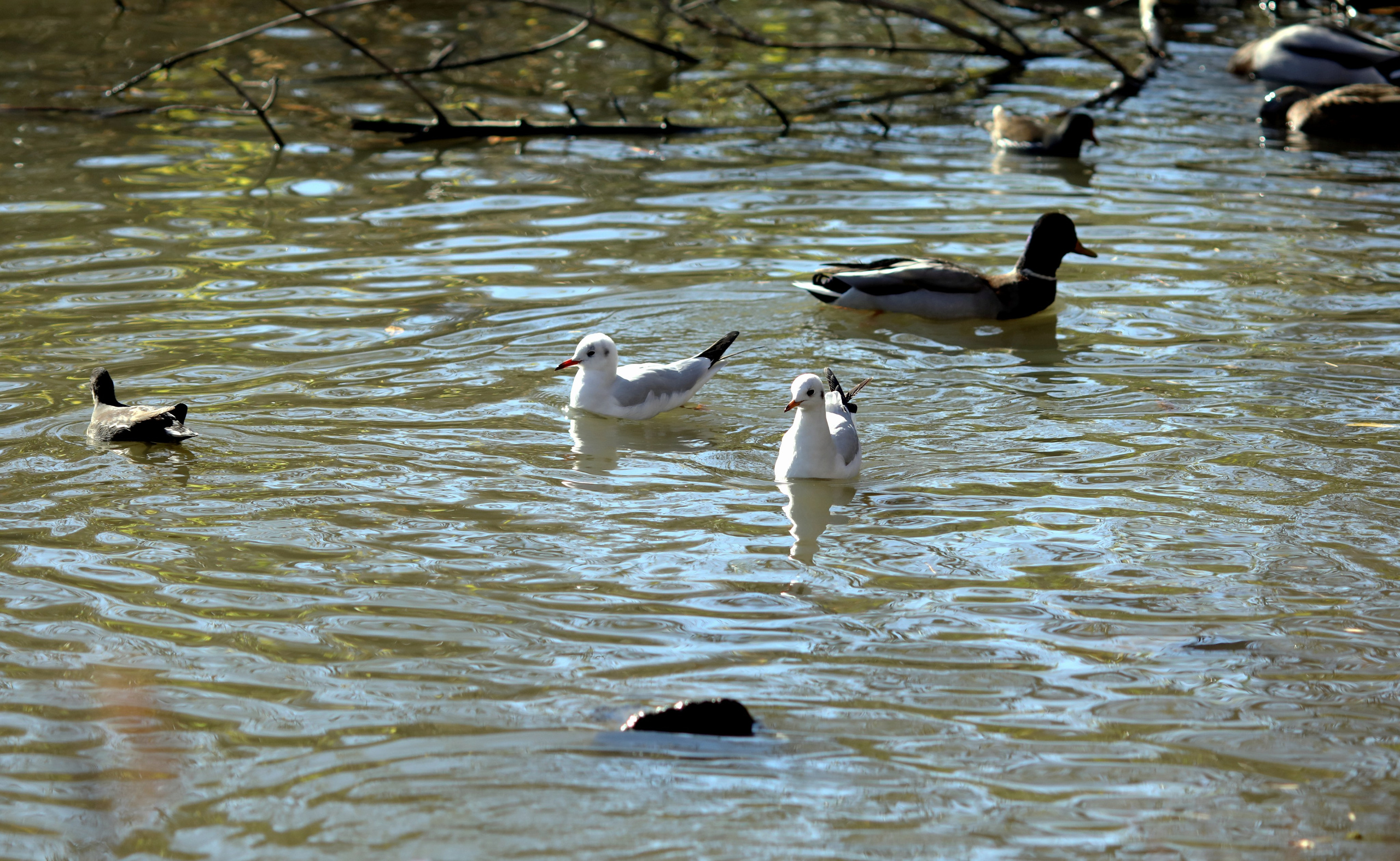 Птицы и животные южного региона. Фото-художник и Репортажный фотограф Николаев Александр Алексеевич
