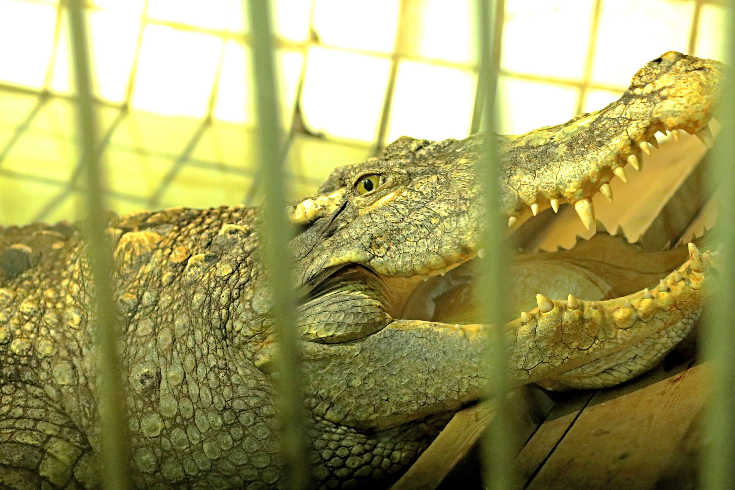 Ростовский зоопарк. Фото-художник и Репортажный фотограф Николаев Александр Алексеевич