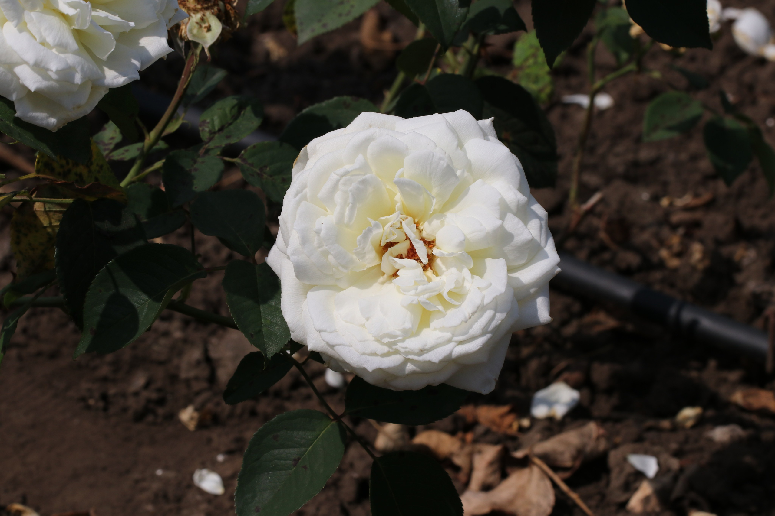 Долина роз в Кисловодске. Фото-художник и Репортажный фотограф Николаев Александр Алексеевич