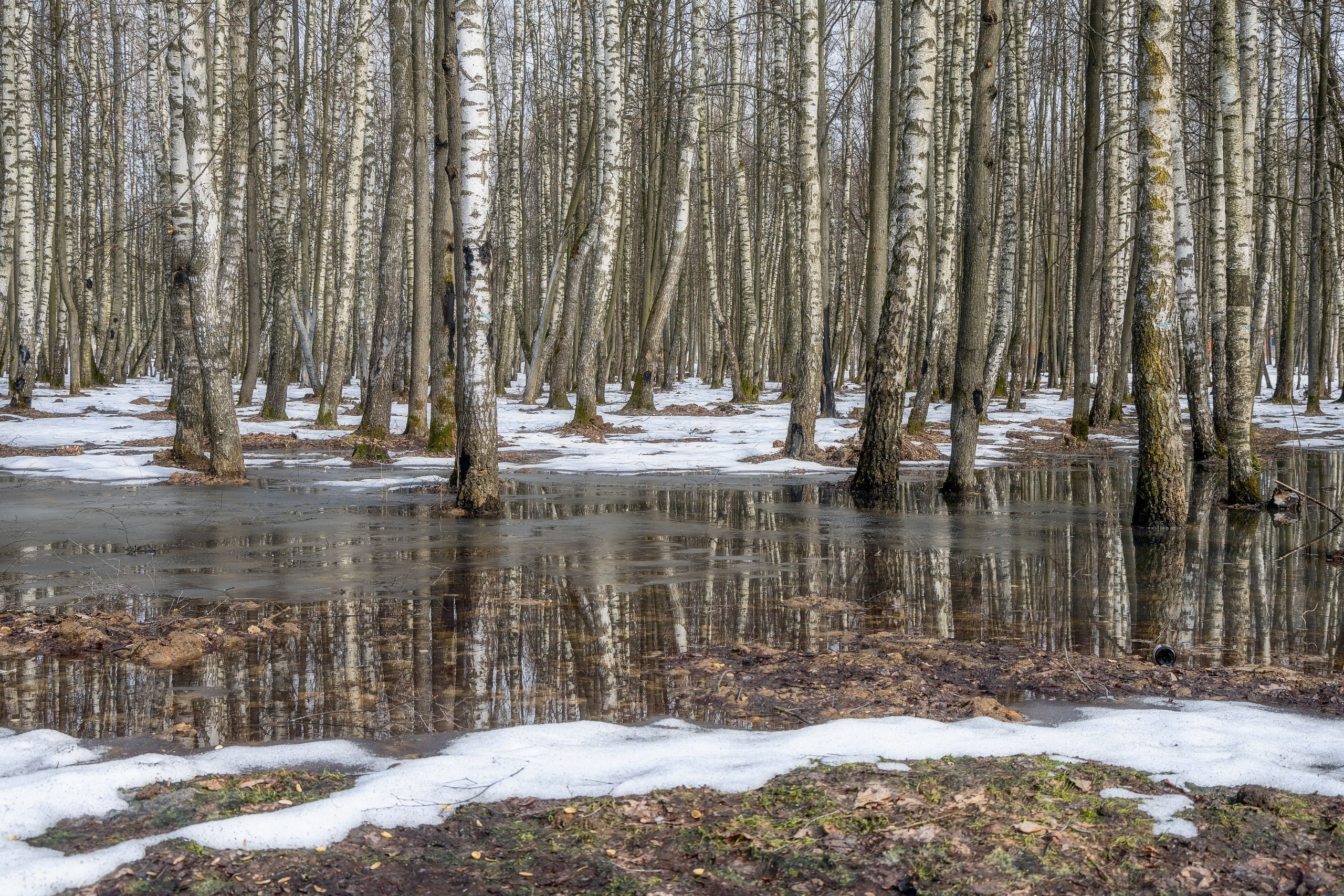 Весенний лес. Фотограф Мартыненко Дмитрий