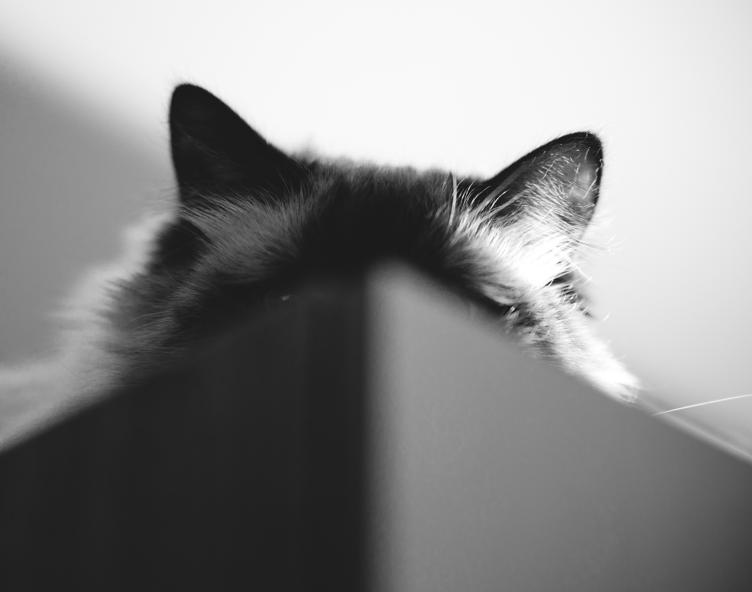 Кошки. Фотограф Александр Тихонов