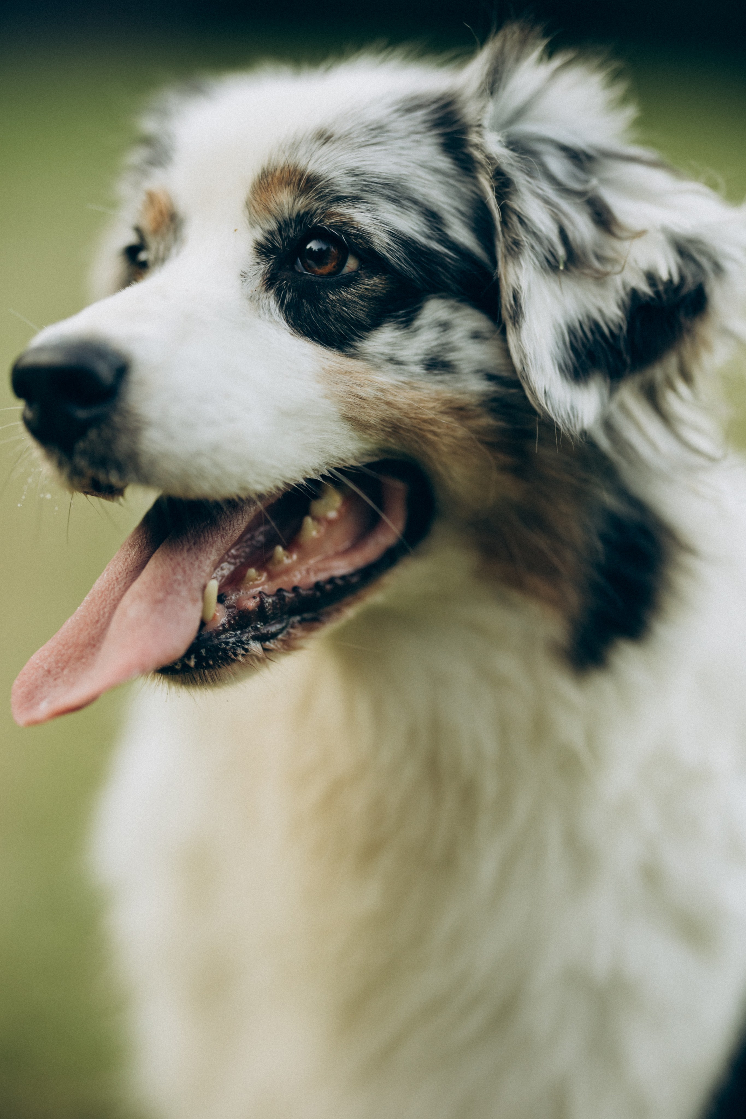 Катя и ее стая. Татьяна Афонина | Фотограф