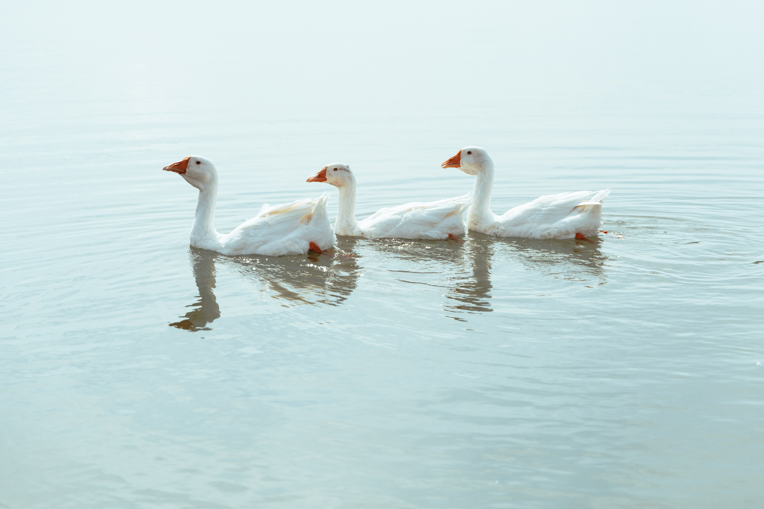 Domik в саду. Артем Корнев Фотограф