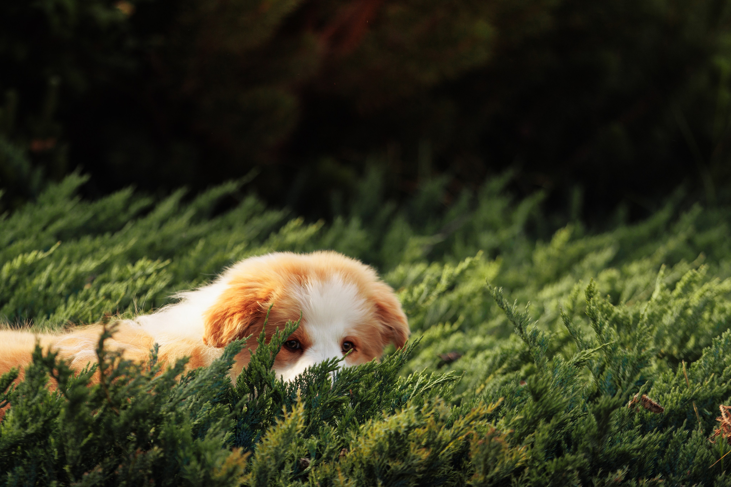 СОлнечные. О нас